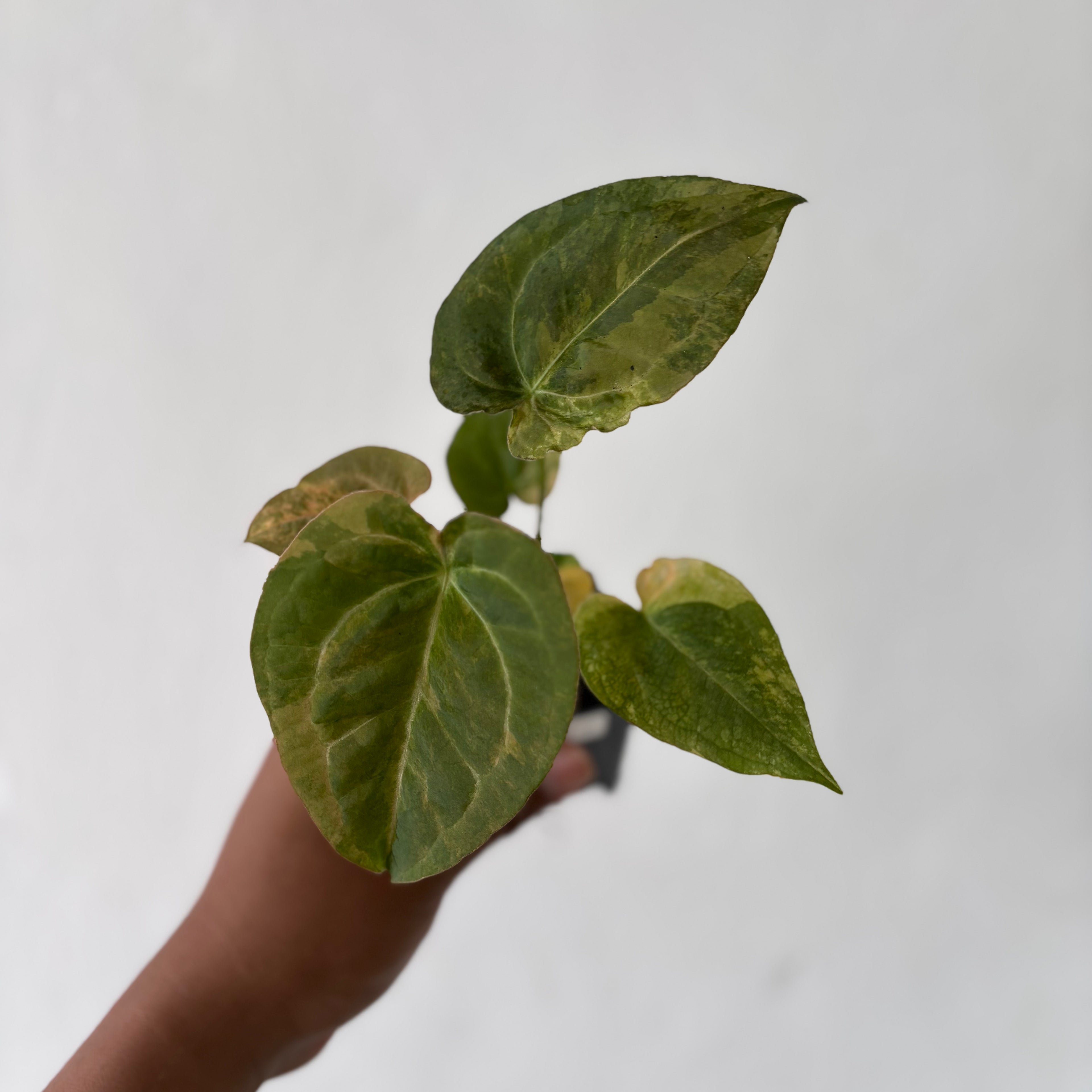 Anthurium Red Devil Variegated