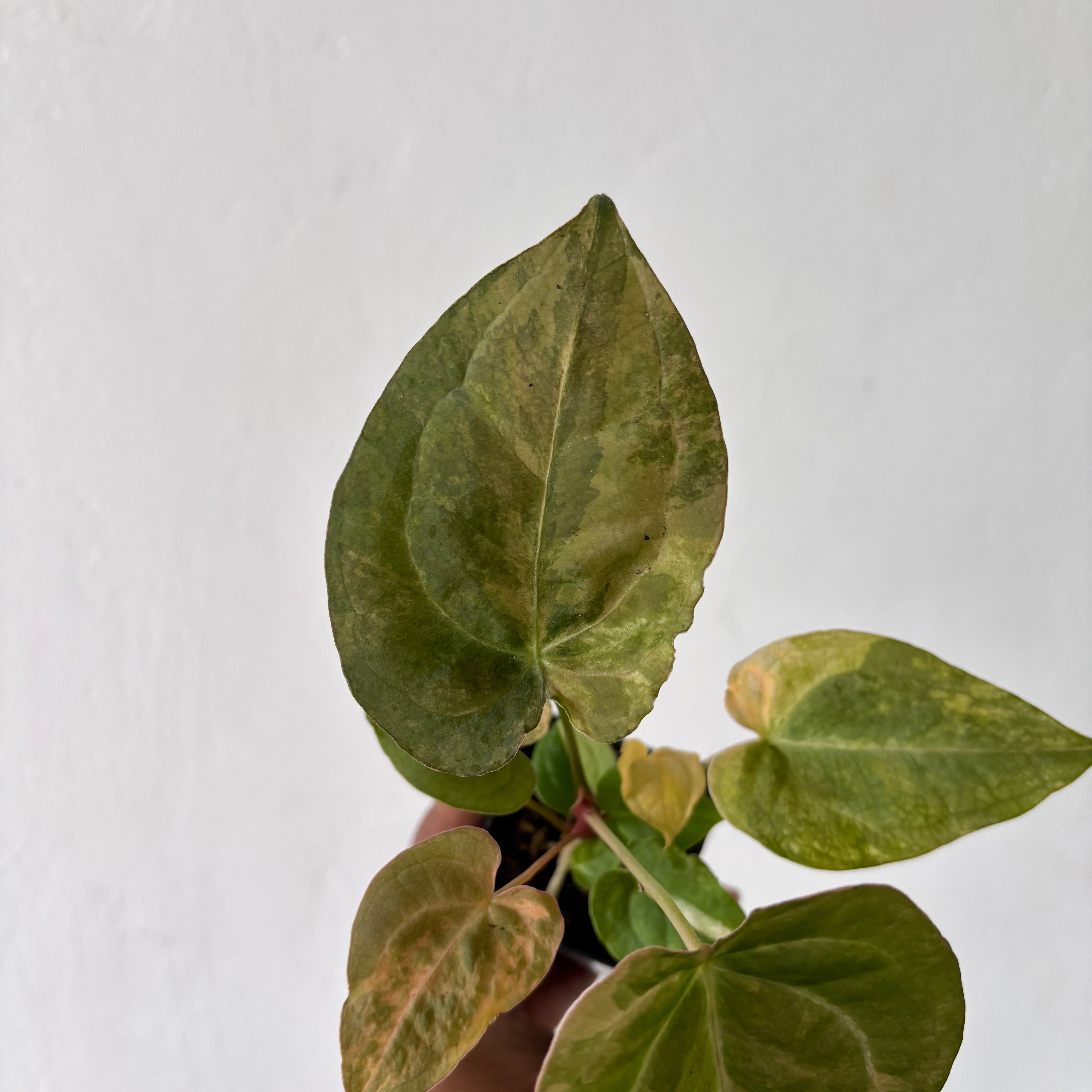 Anthurium Red Devil Variegated