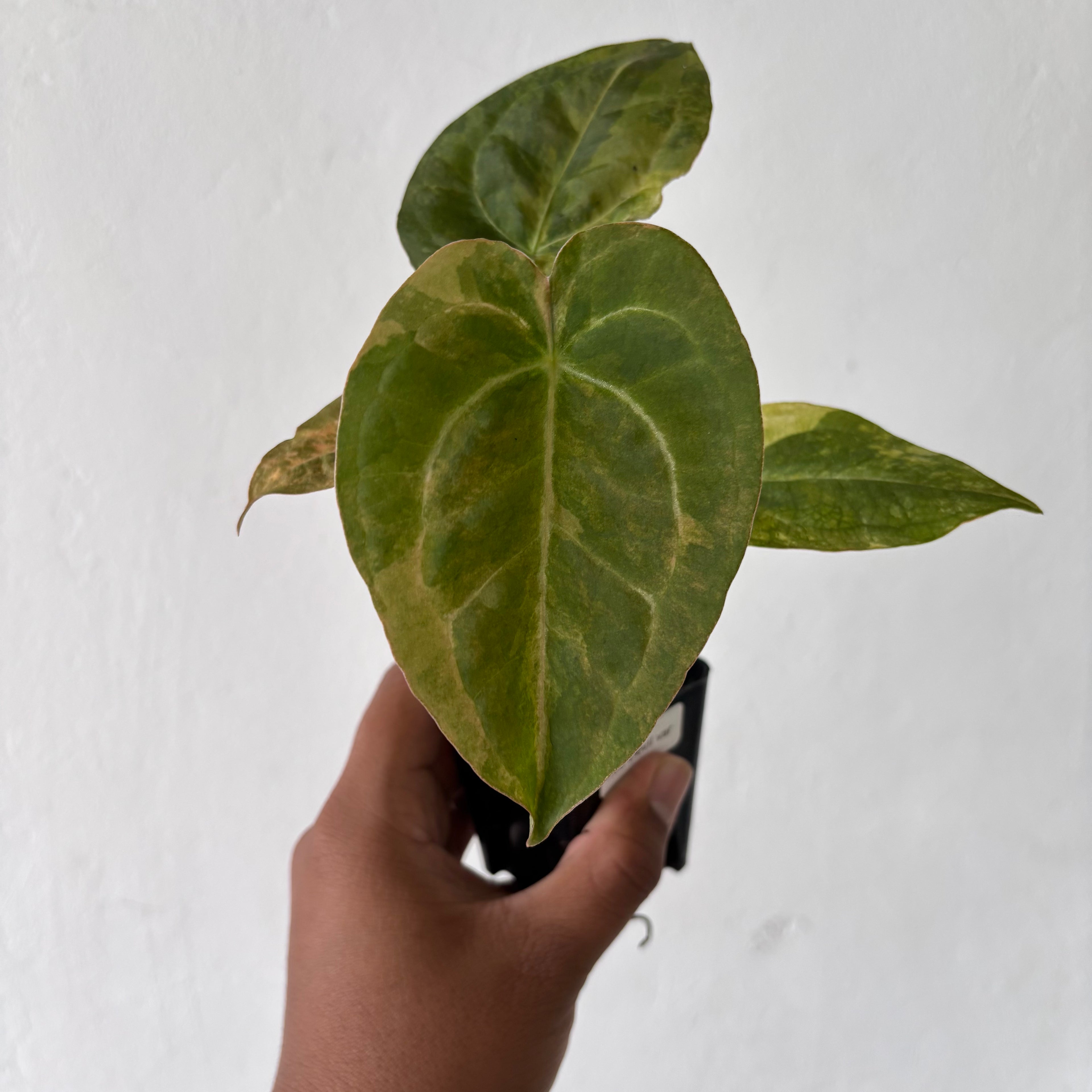 Anthurium Red Devil Variegated