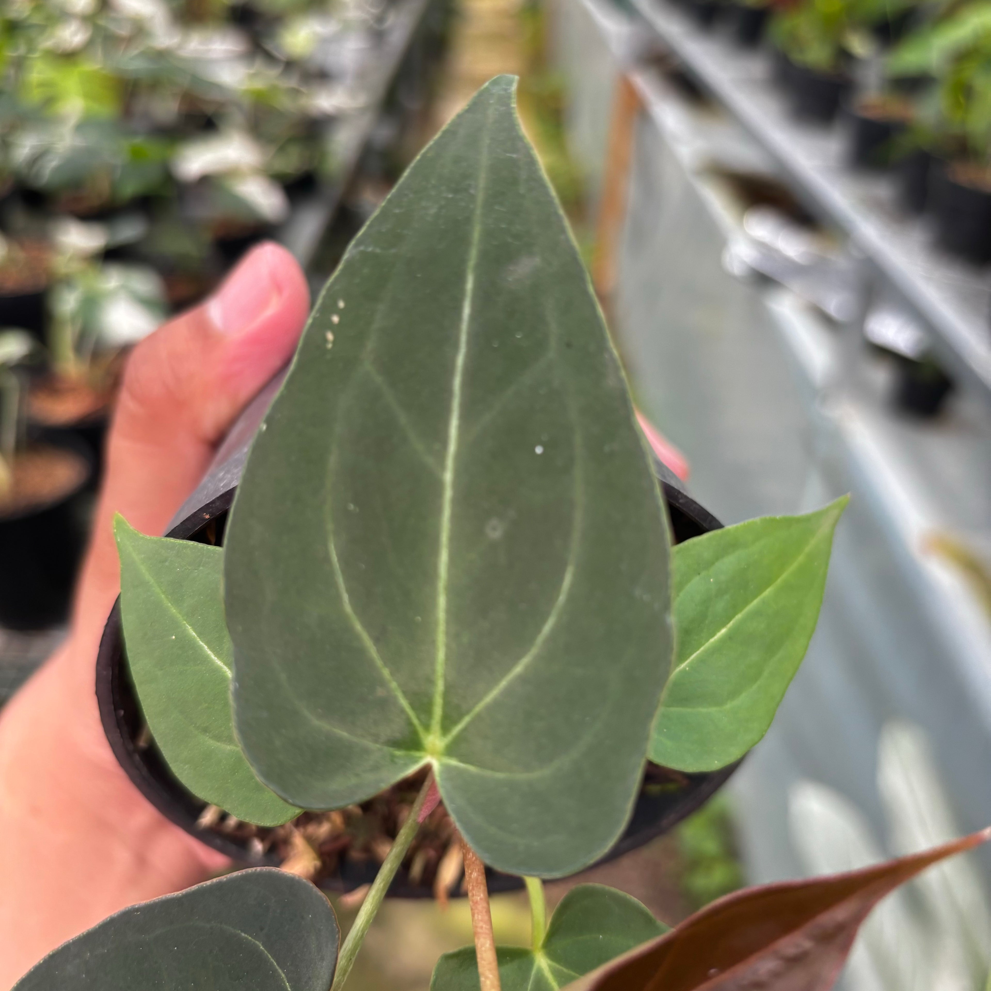 Anthurium Papillilaminum x Magnificum Seedling