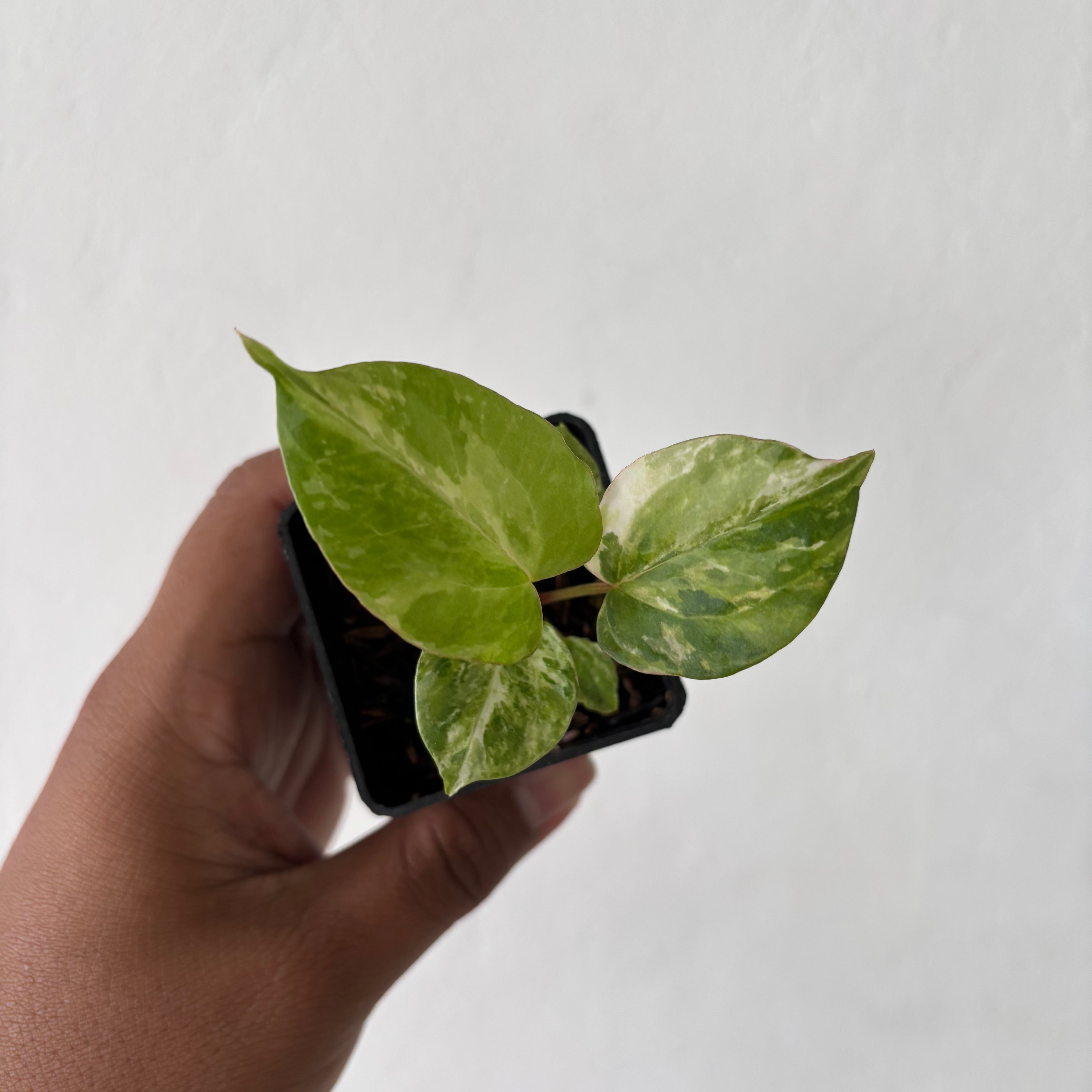 Anthurium Night Queen x Zara Michelle Variegated
