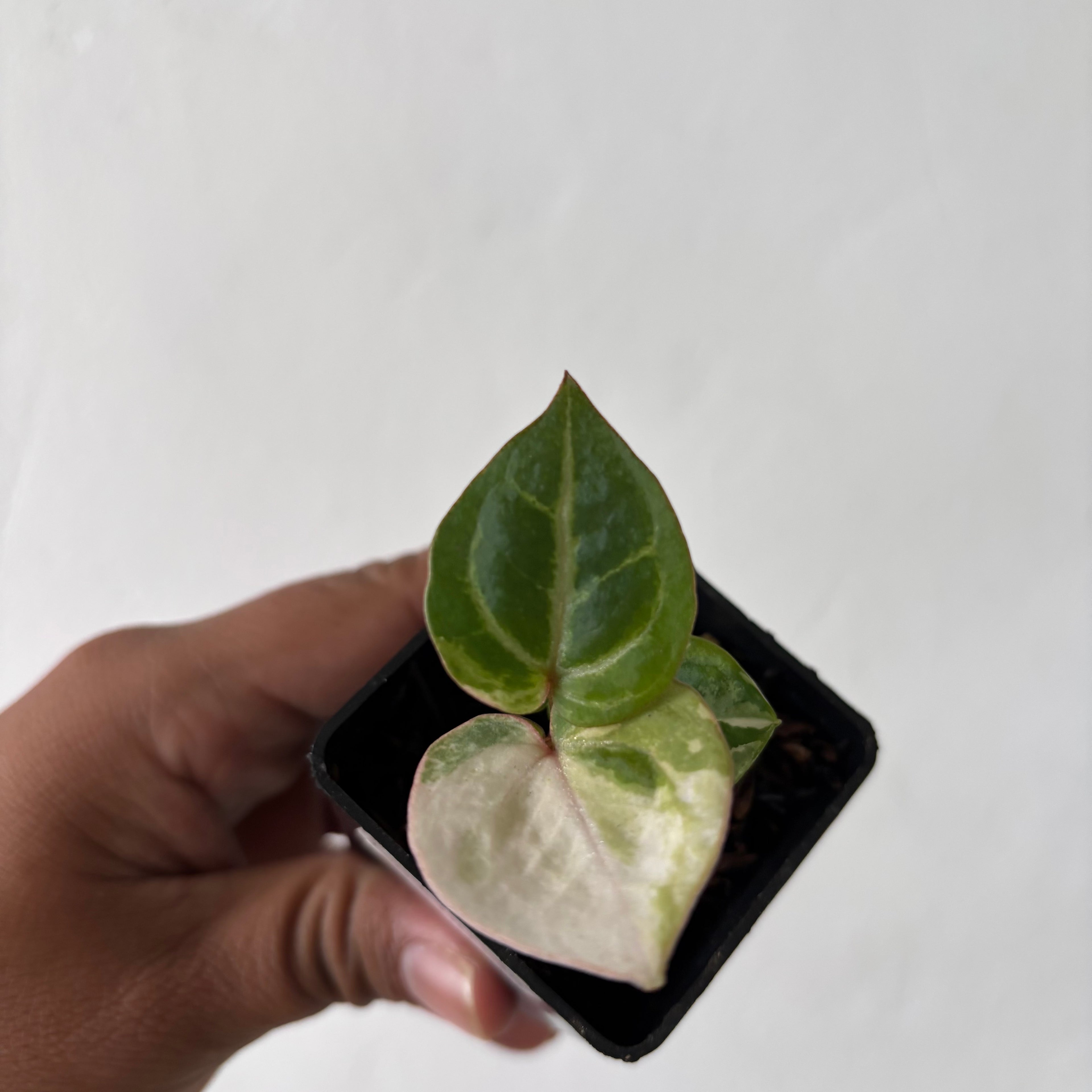 Anthurium TSG x HU Variegated