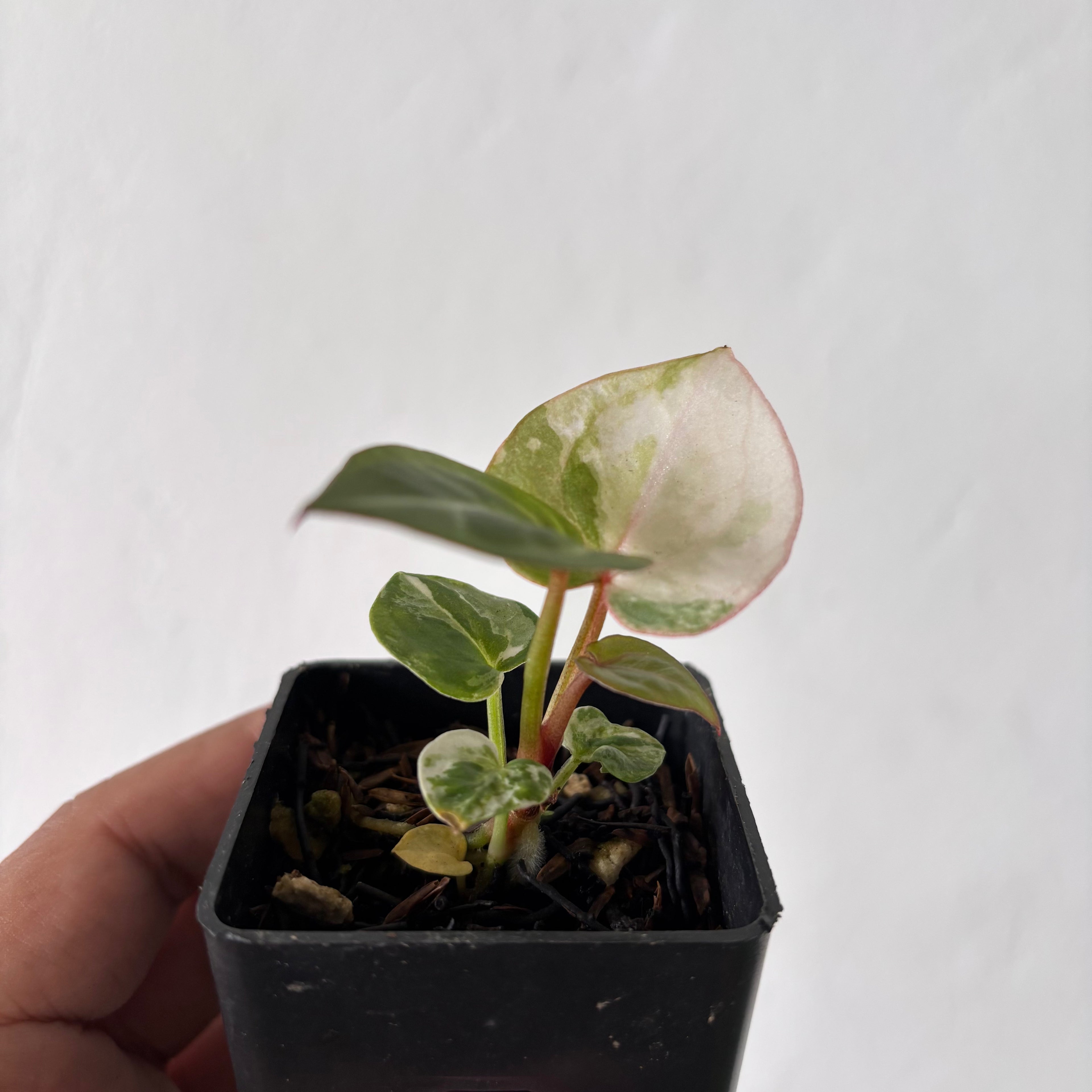 Anthurium Tortoise King Variegated