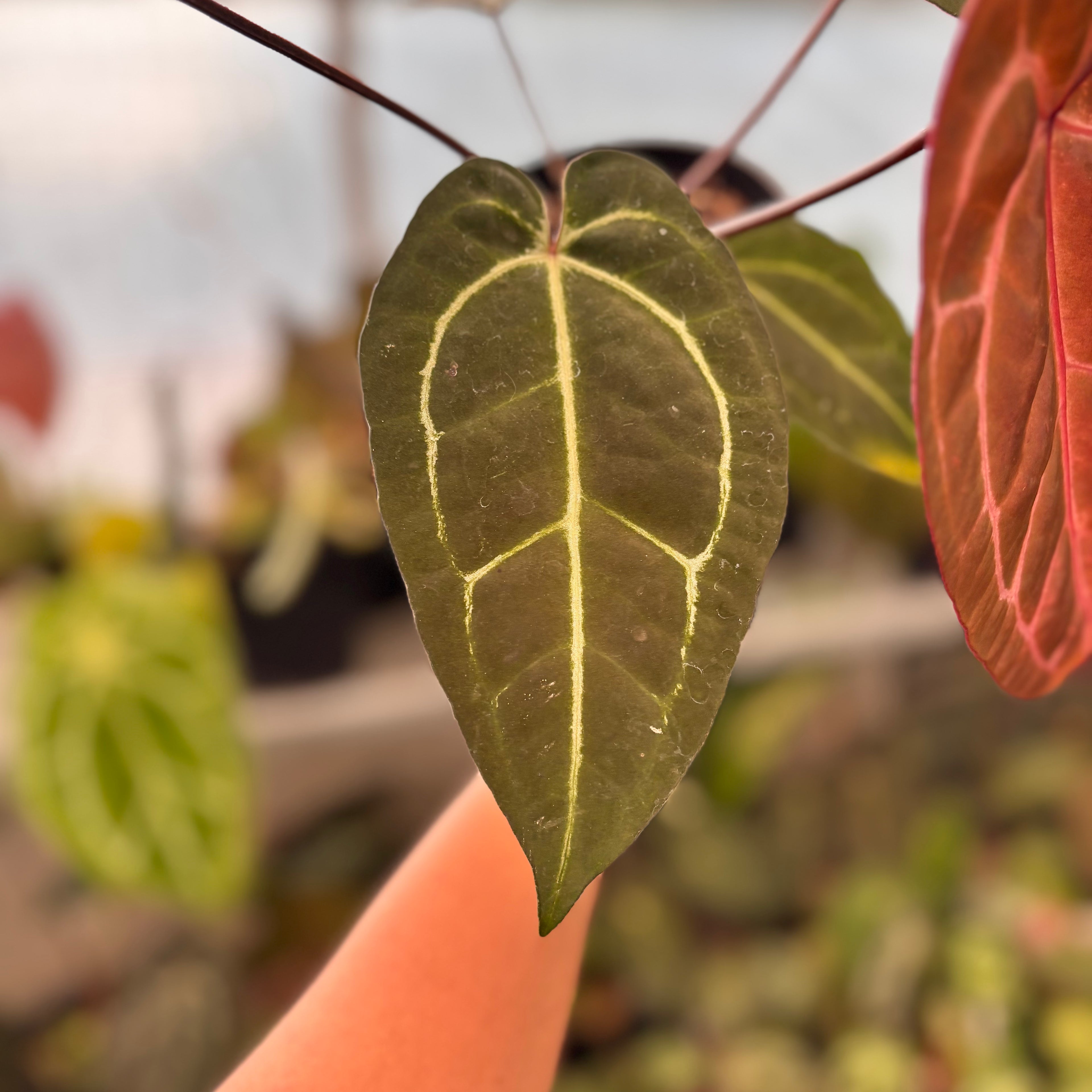 Anthurium Michelle Variegated x Michelle Red Velvel Cake Big Size