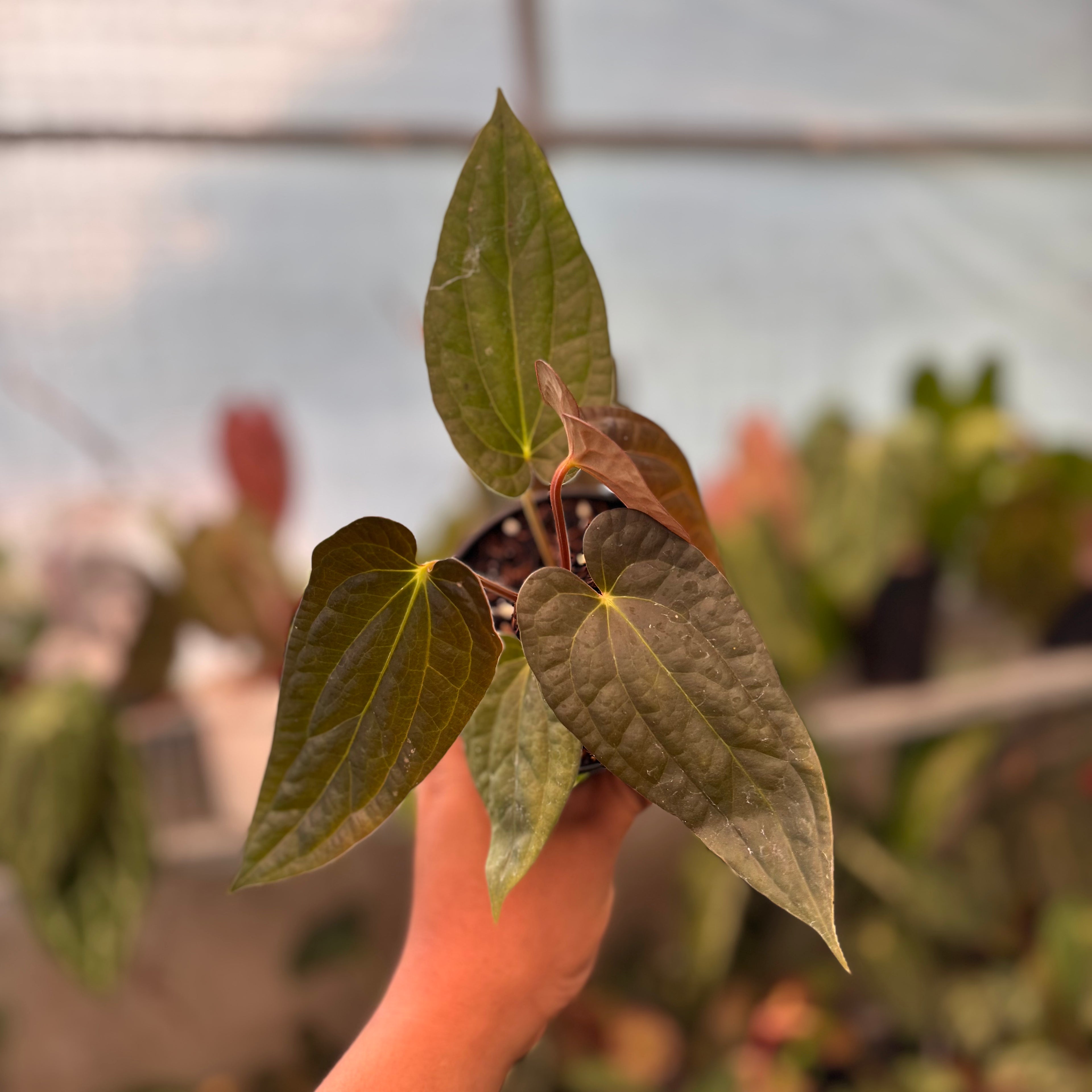 Anthurium FS x Luxu
