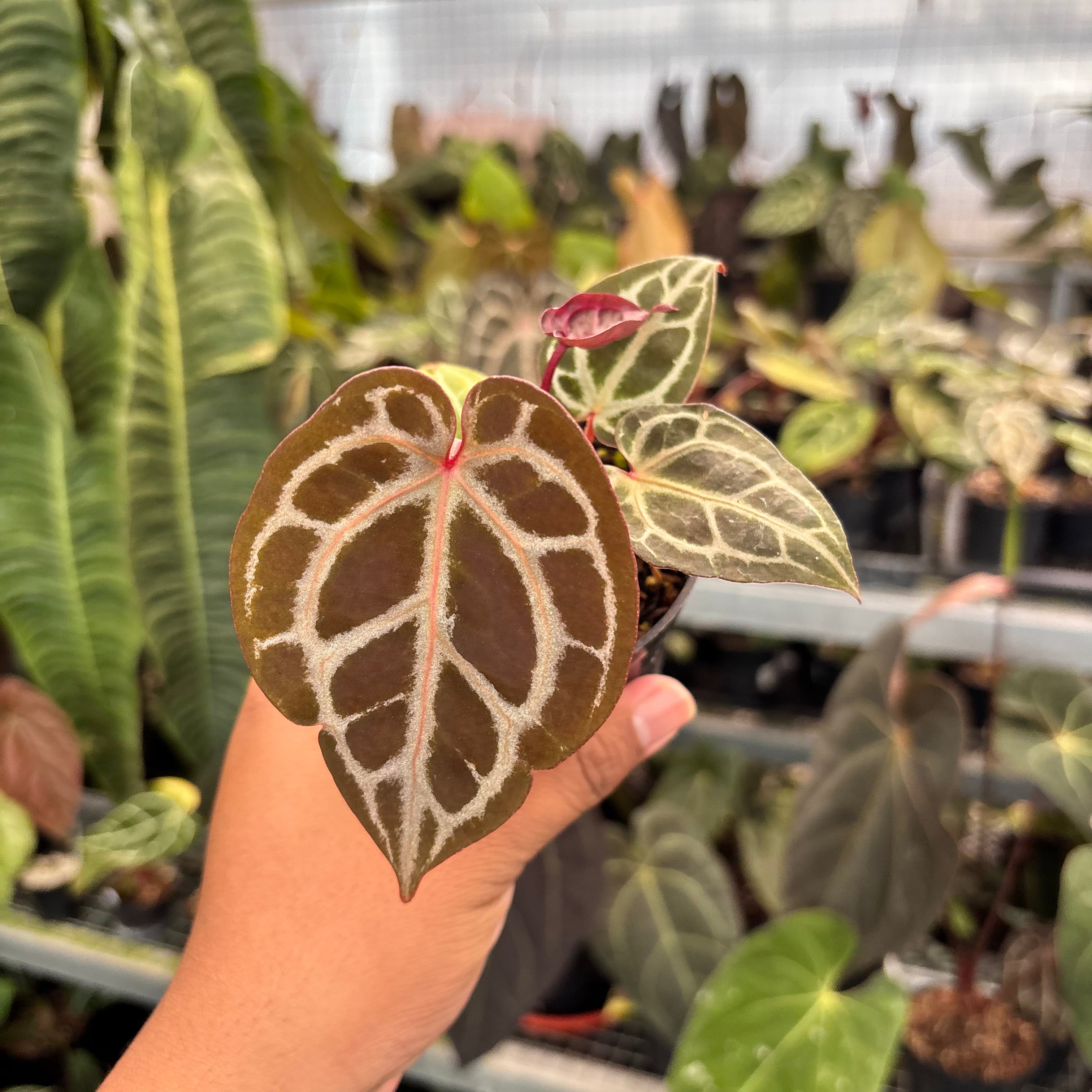 Anthurium Tortoise King