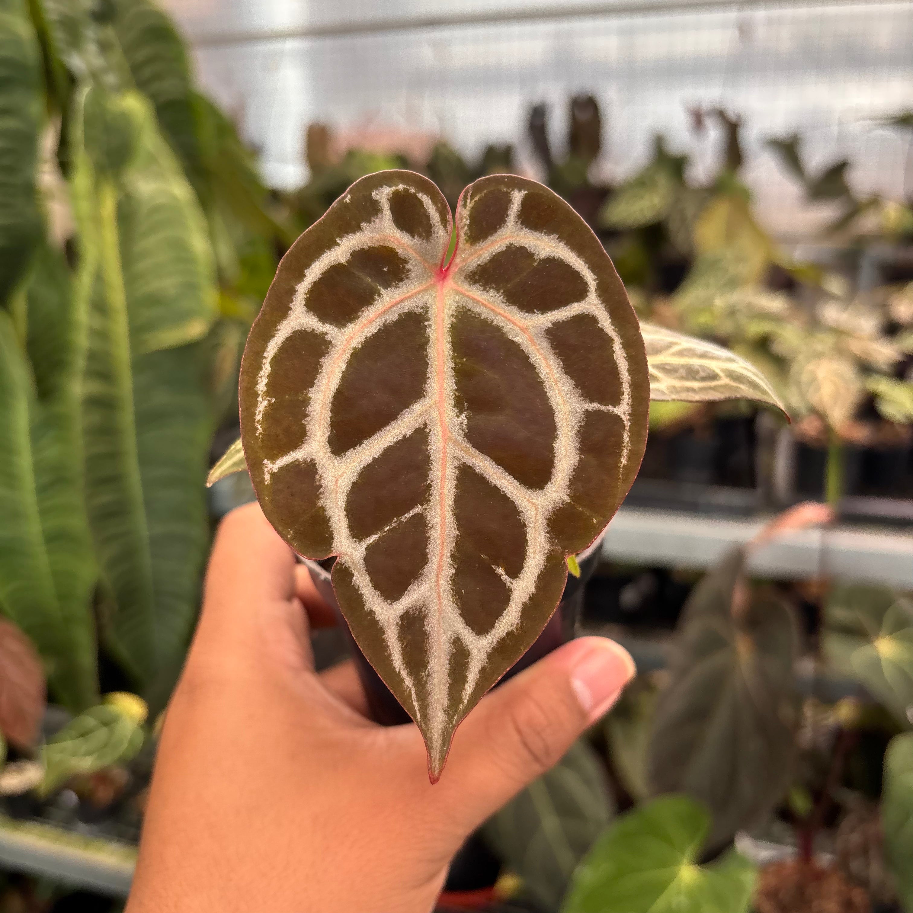 Anthurium Tortoise King
