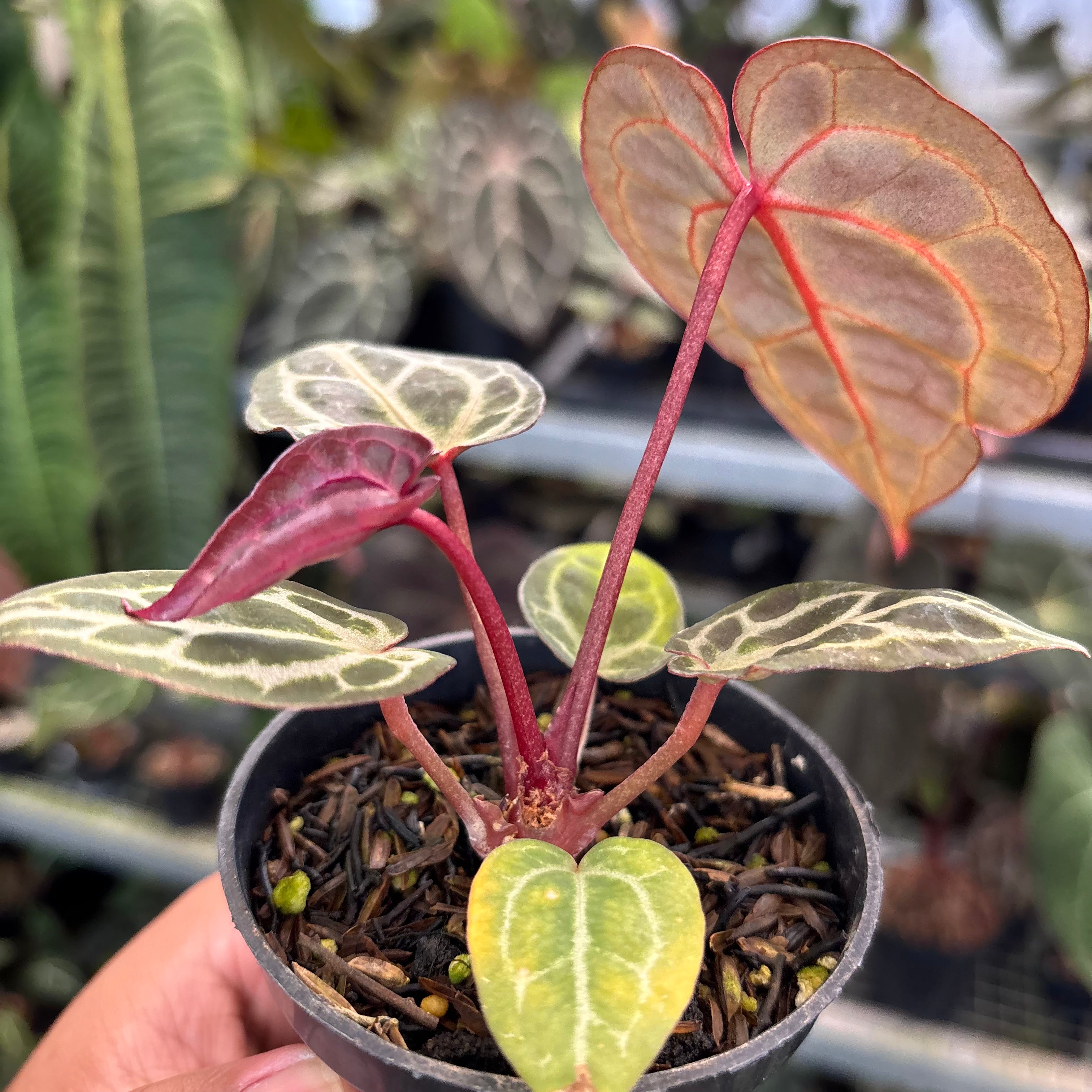 Anthurium Tortoise King