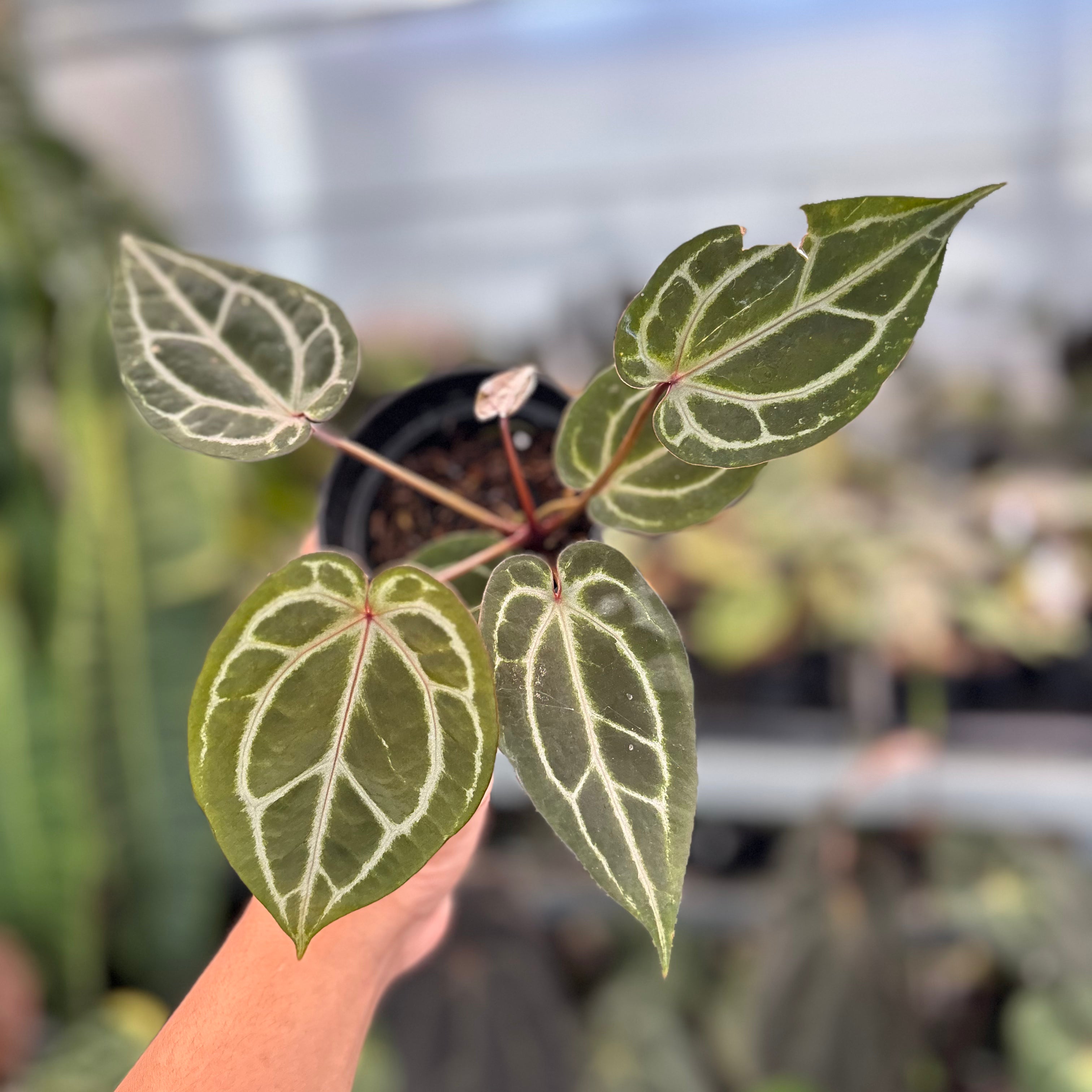 Anthurium Michelle x Michelle