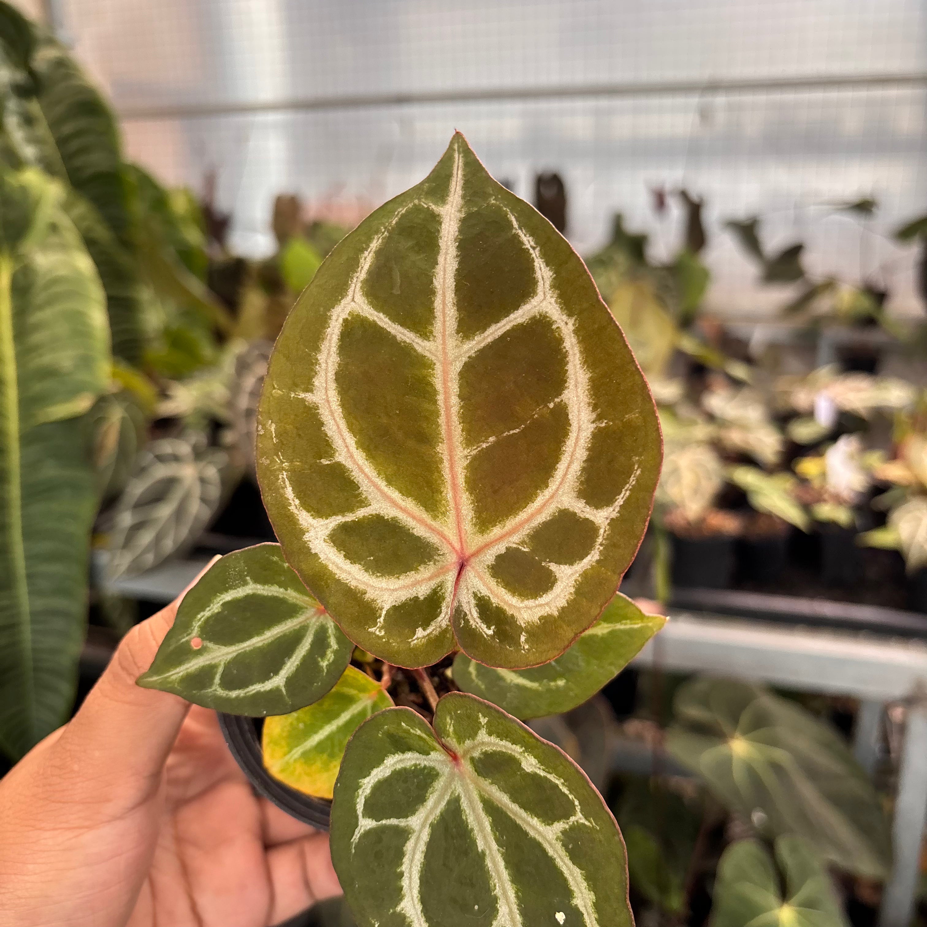 Anthurium TSG x HU