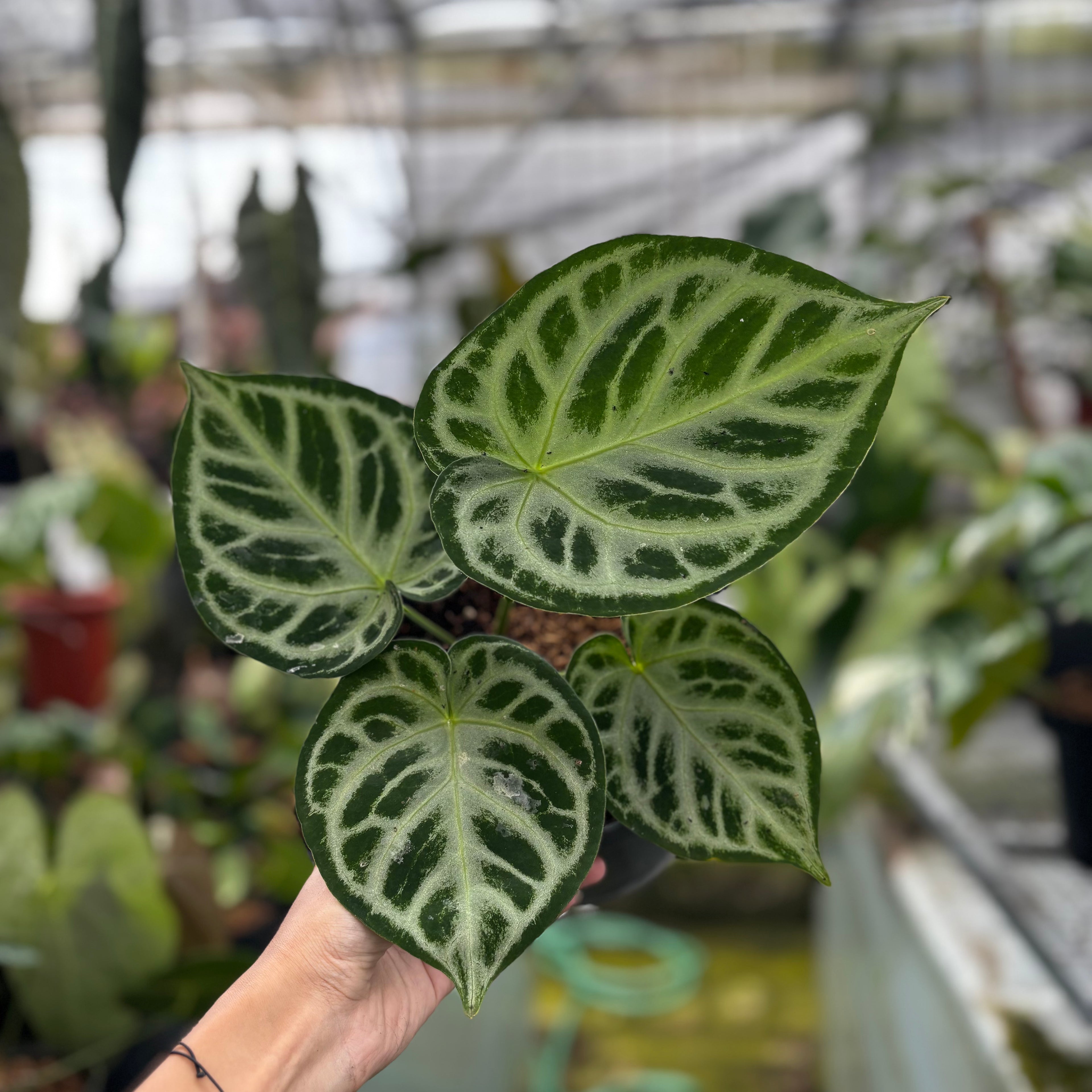 RP002-7 Anthurium Dorayaki Silver