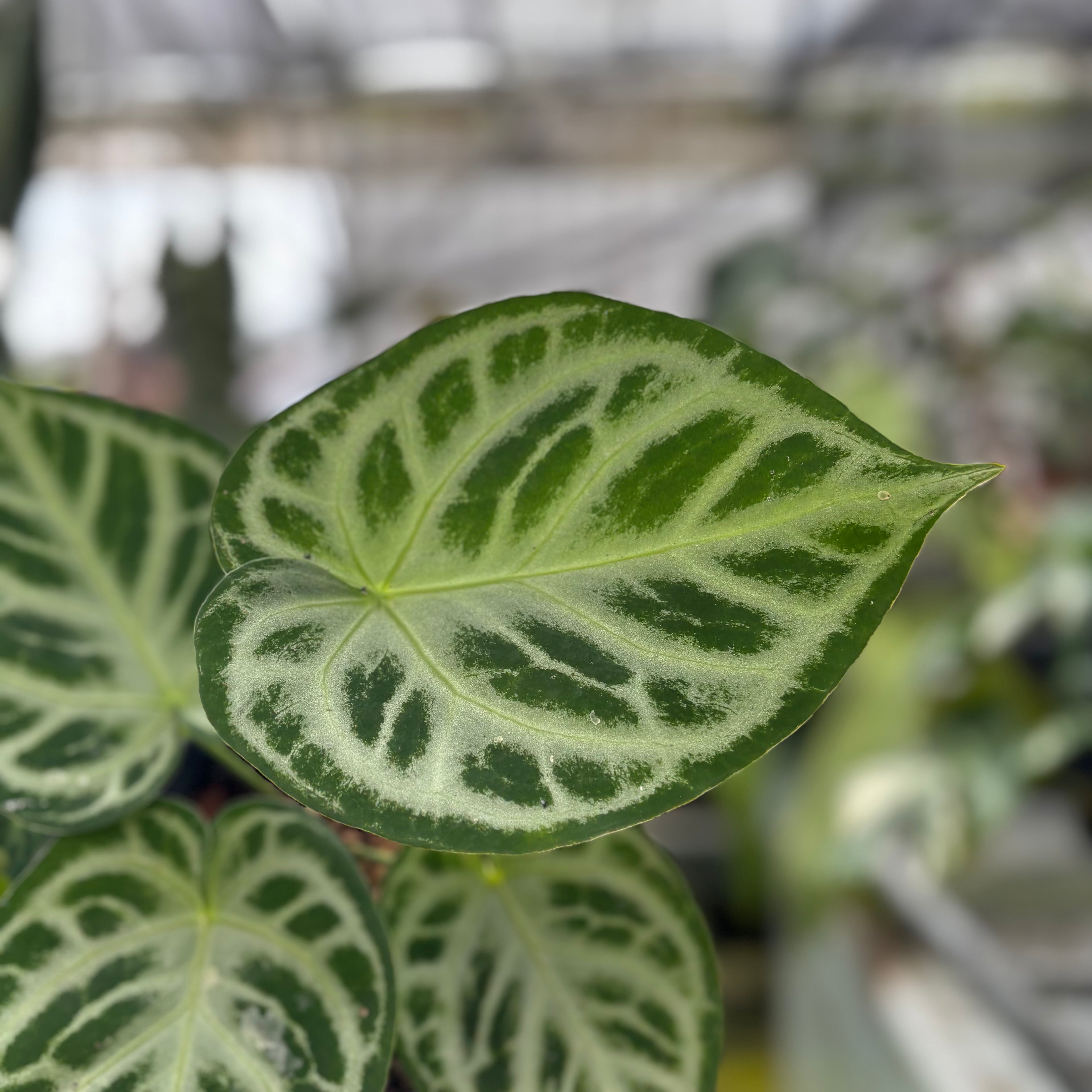 RP002-7 Anthurium Dorayaki Silver