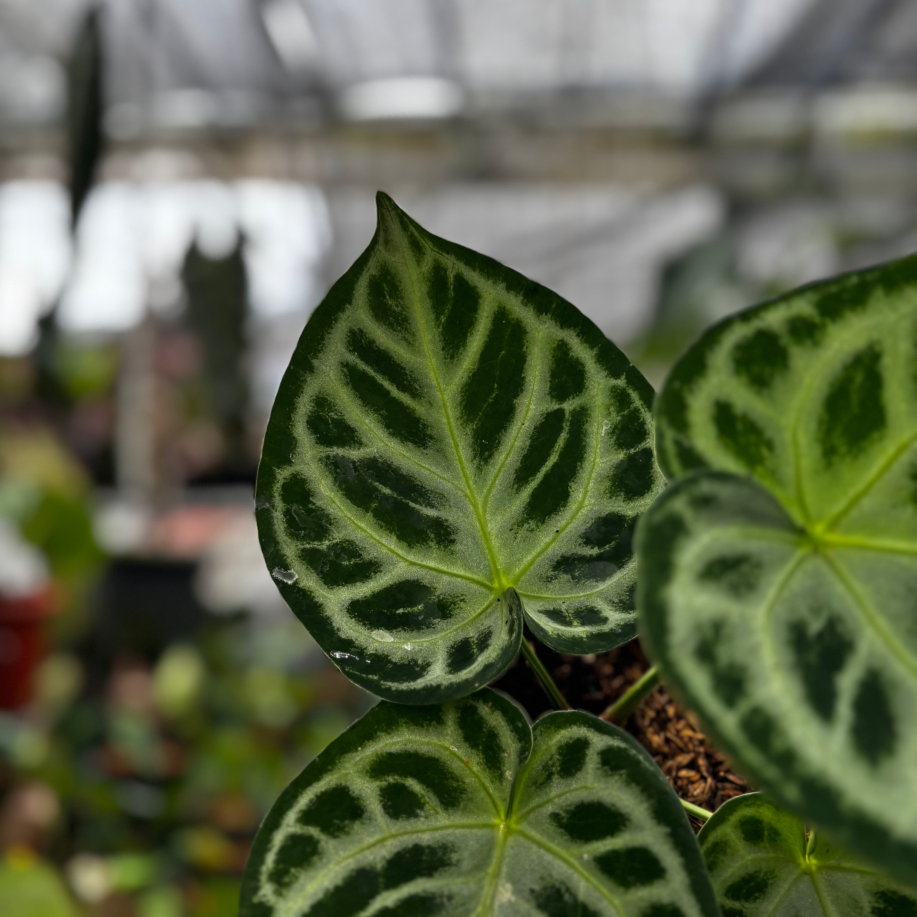 RP002-7 Anthurium Dorayaki Silver