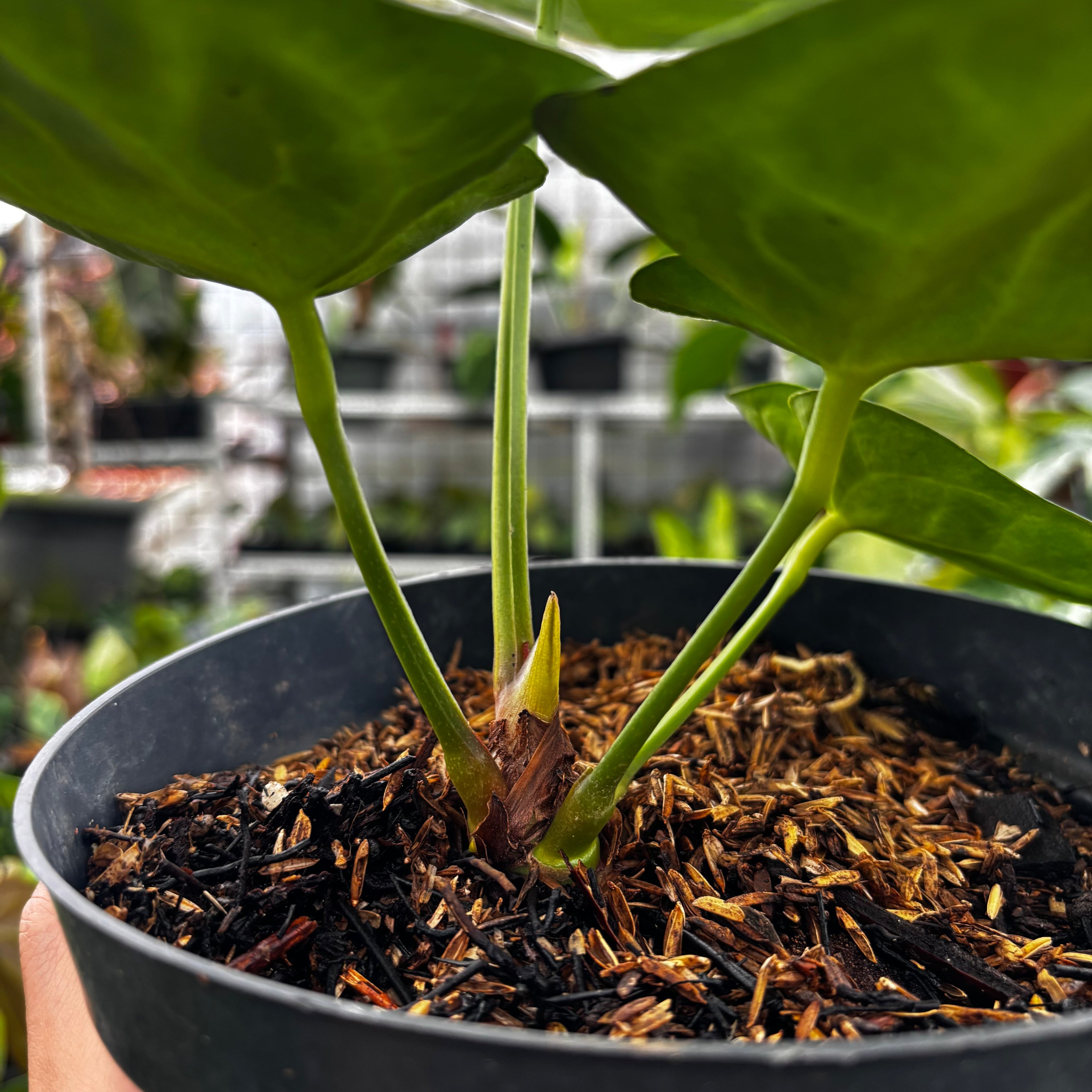 RP002-7 Anthurium Dorayaki Silver