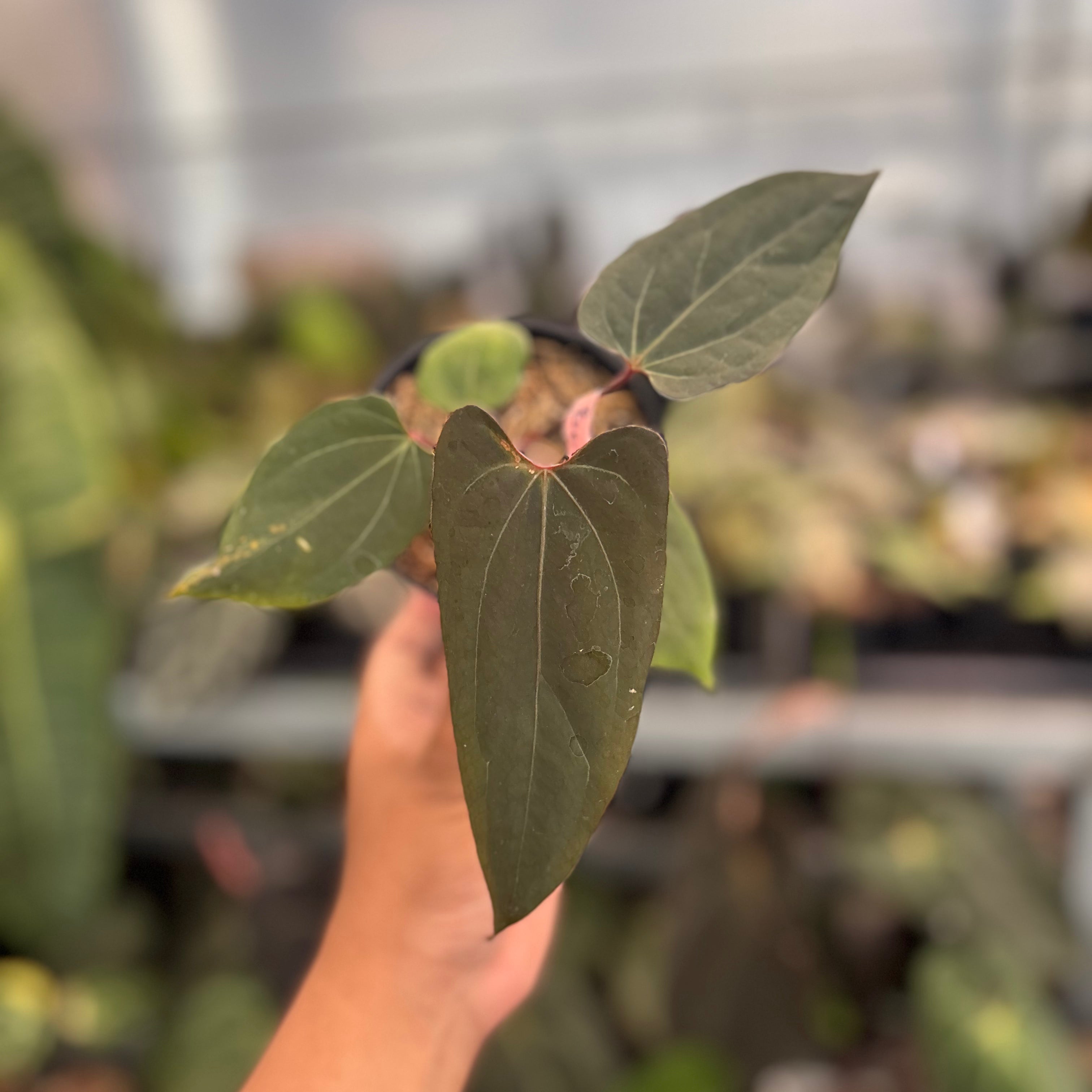 Anthurium Blood Of Blue
