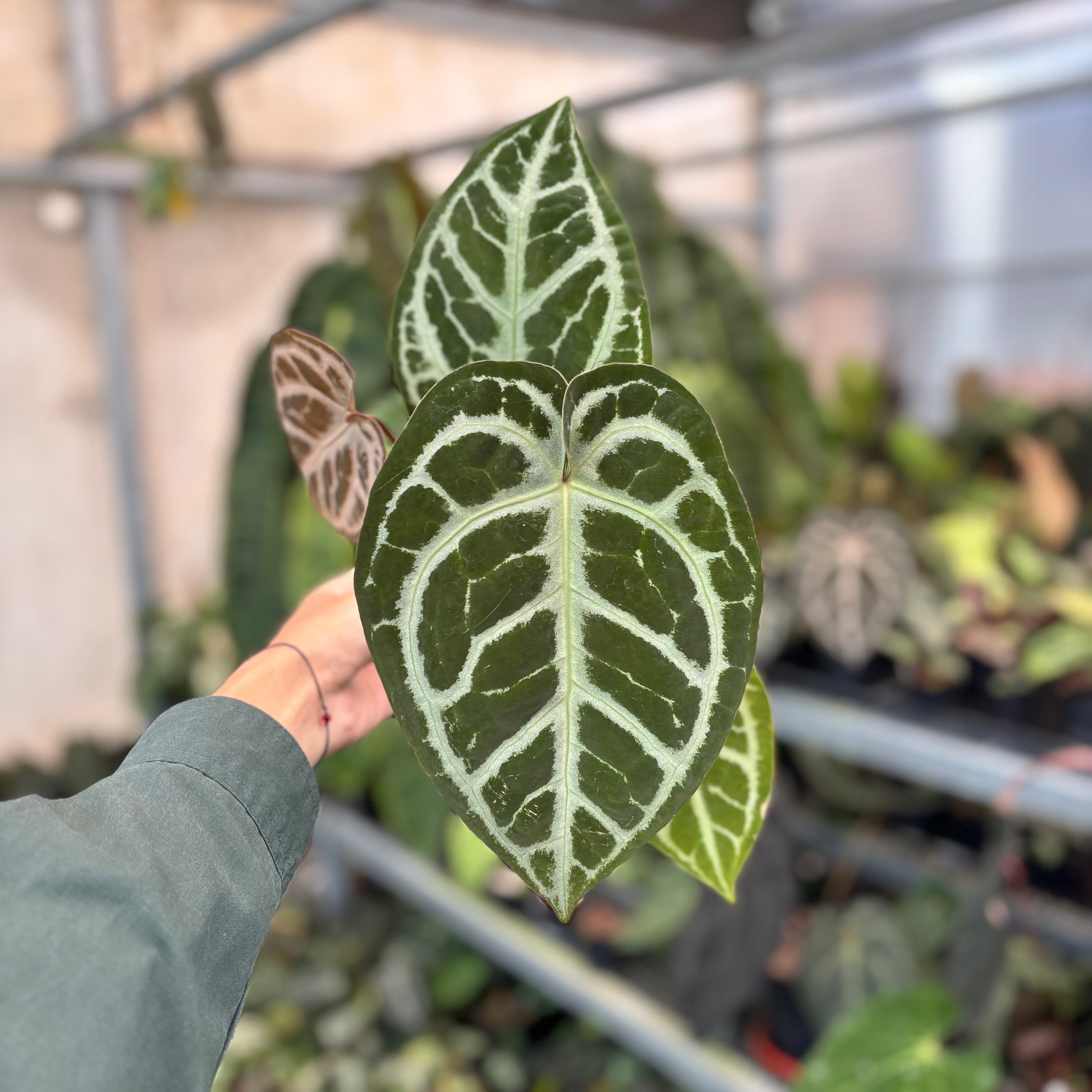 Anthurium SKG Silver x RC NSE – Greenspaces.id