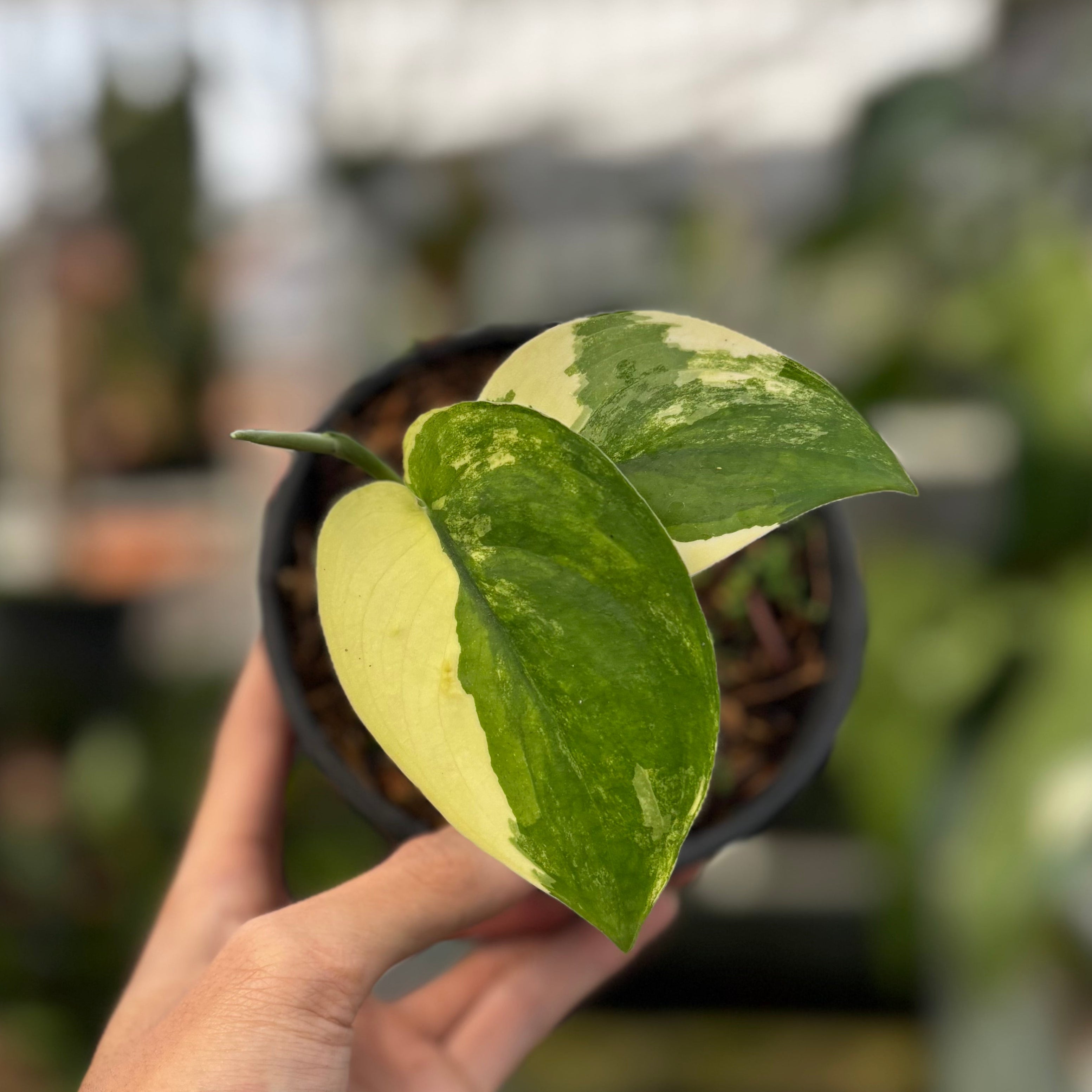 RP006-7 Scindapsus Jade Satin Variegated