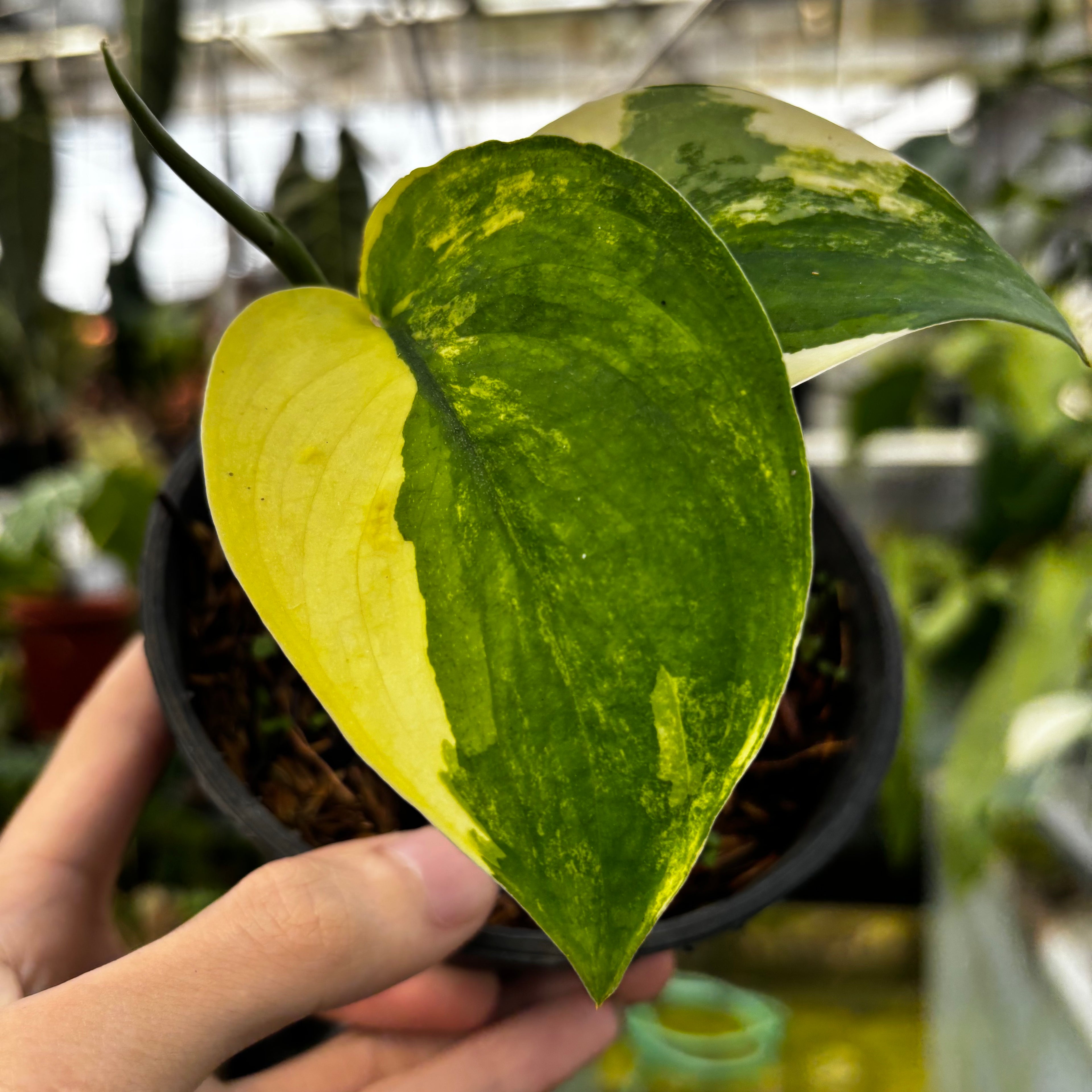 RP006-7 Scindapsus Jade Satin Variegated