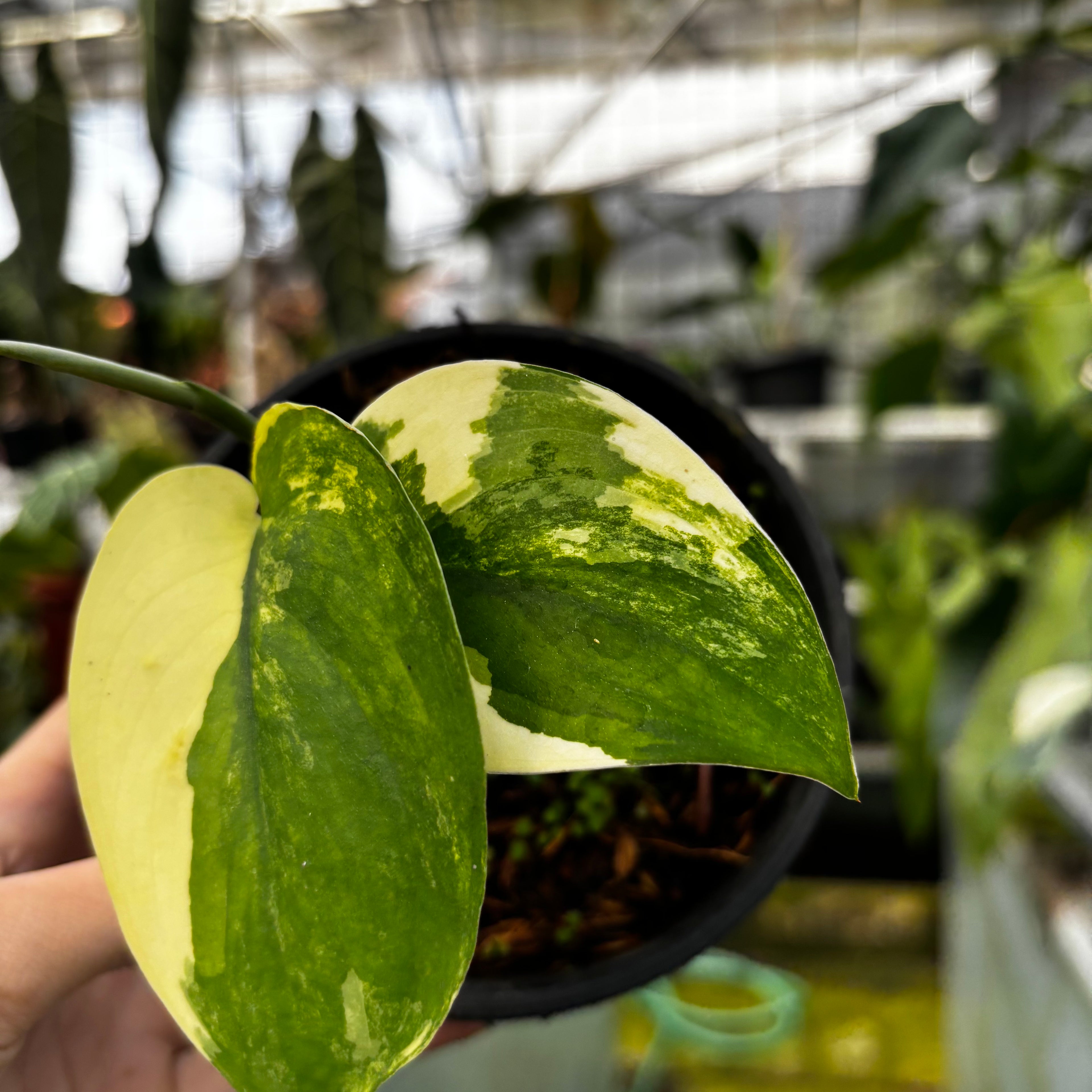 RP006-7 Scindapsus Jade Satin Variegated