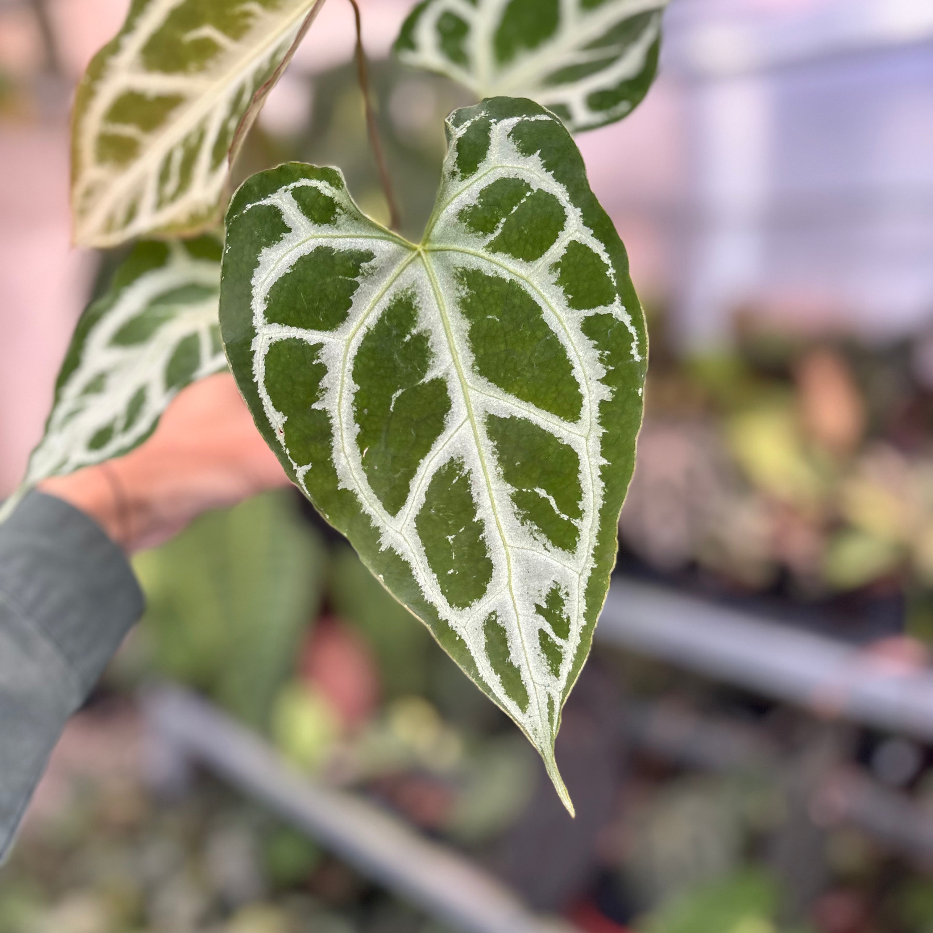 Anthurium Muchlis x RC