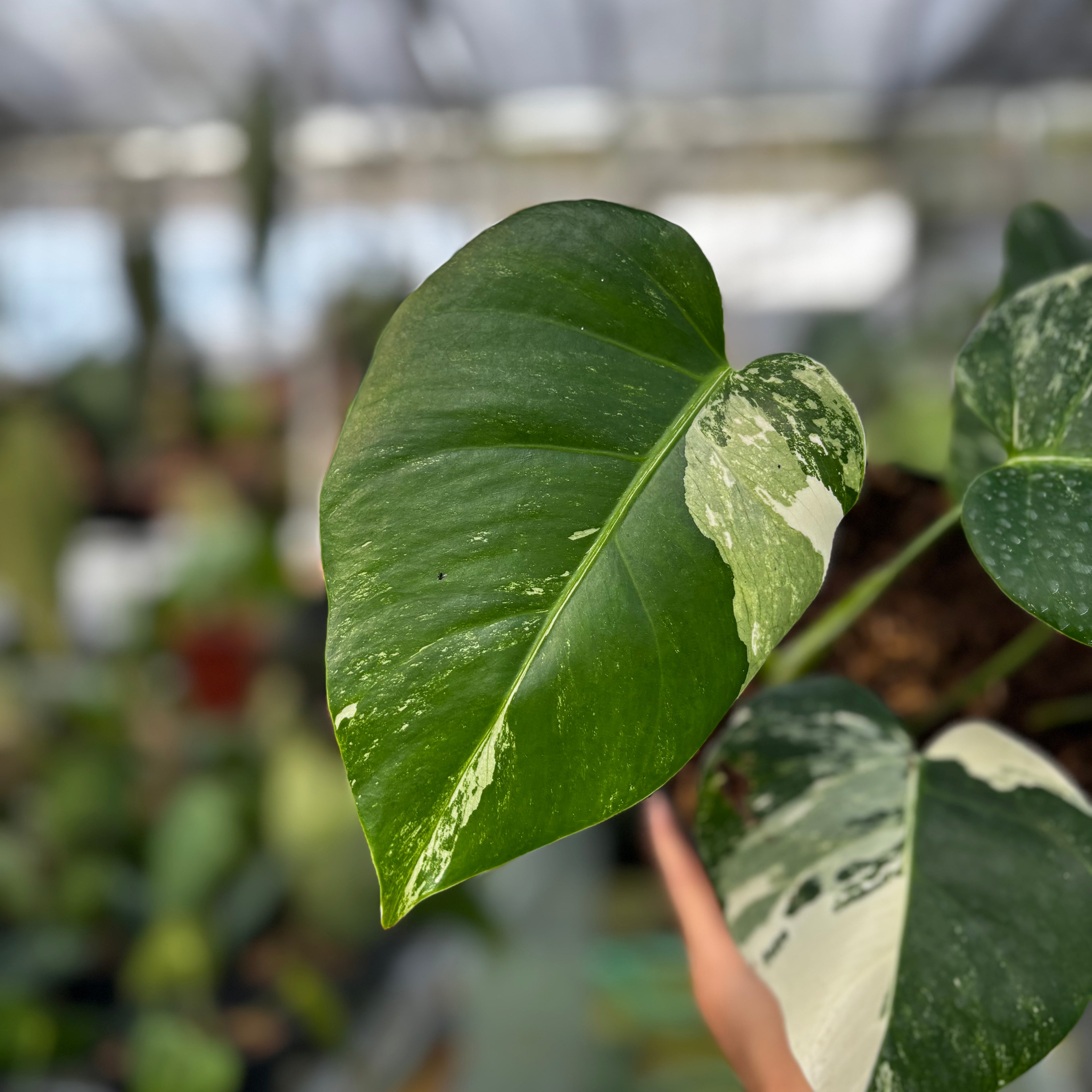 RP009-7 Monstera Albo Variegated