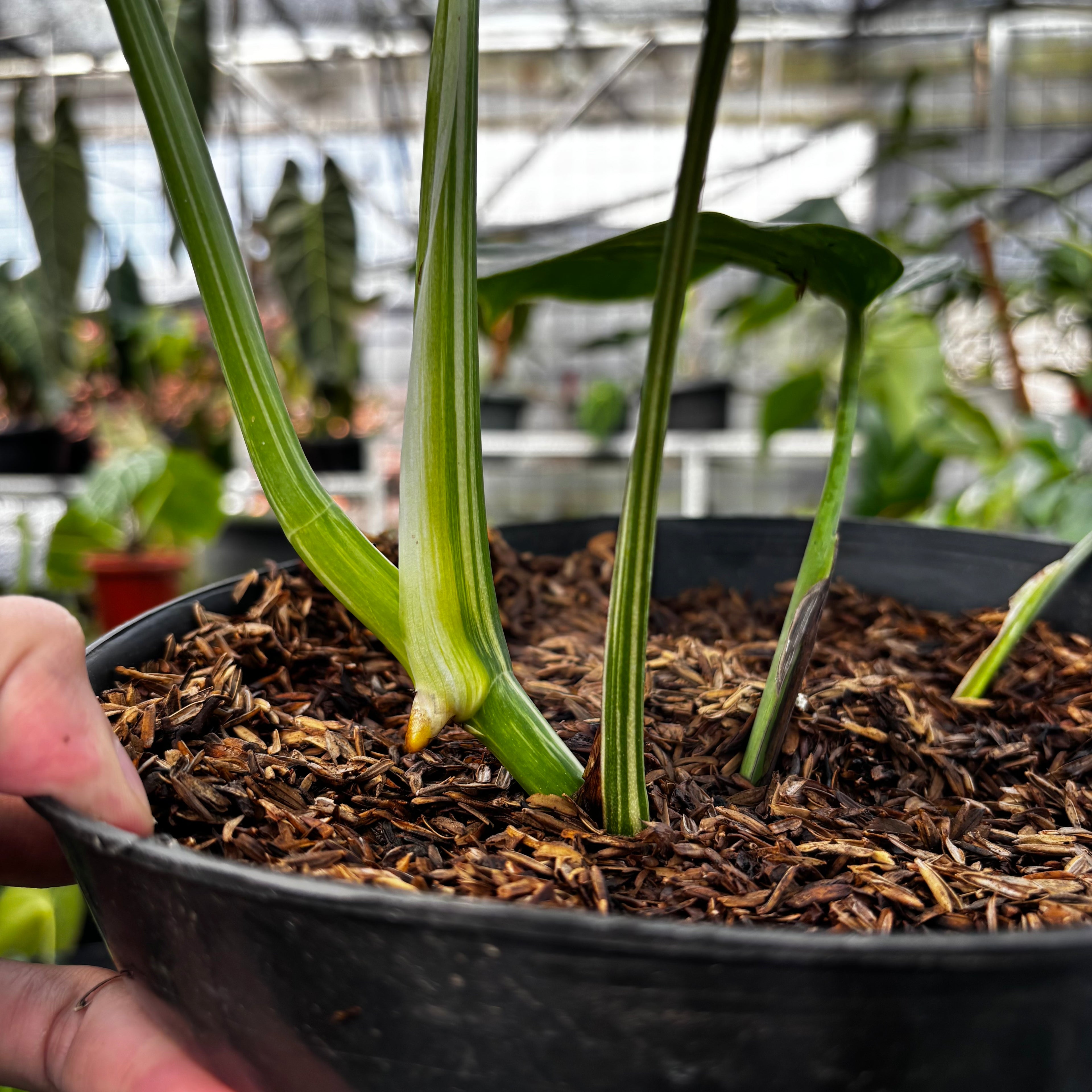 RP009-7 Monstera Albo Variegated