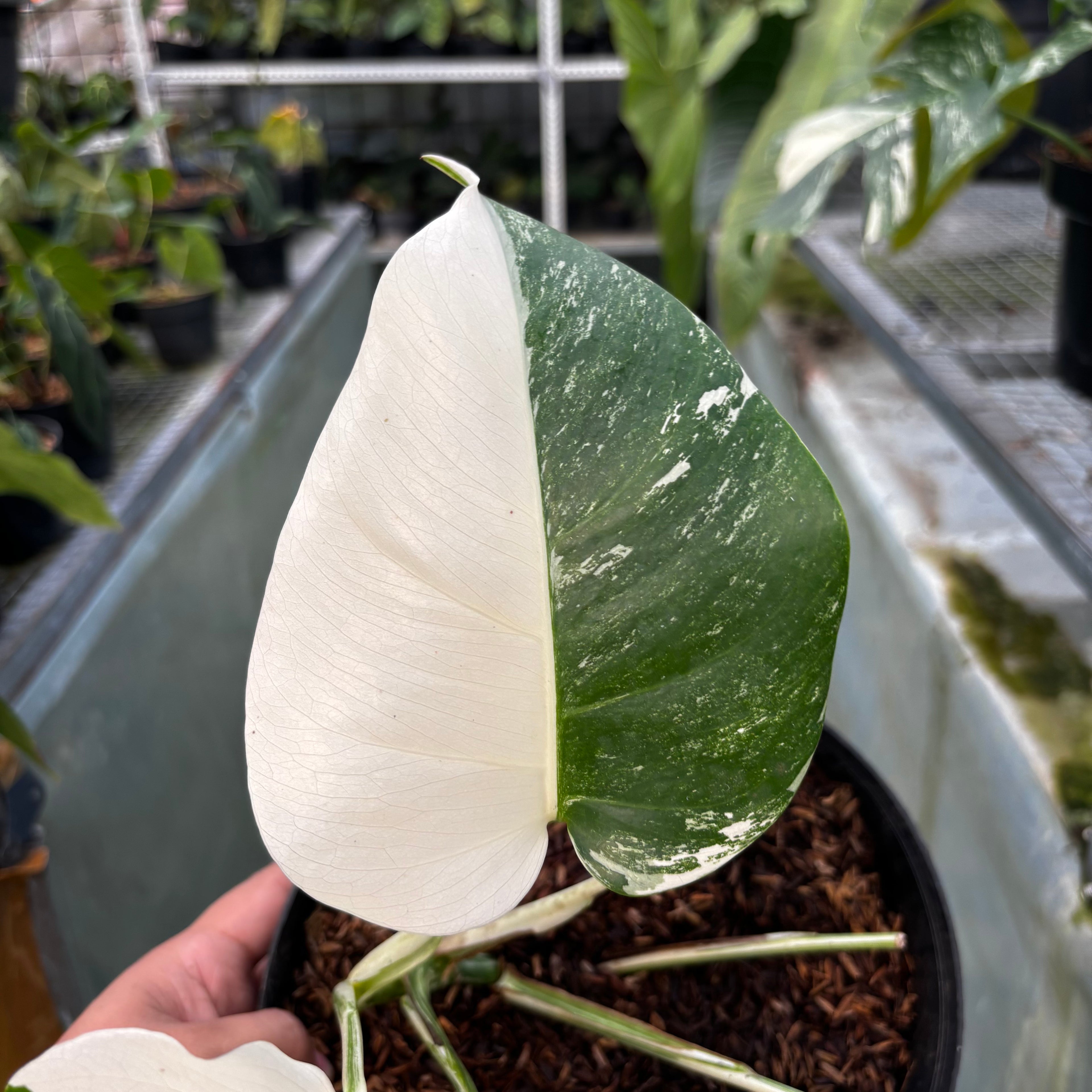 RP011-7 Monstera Albo Variegated