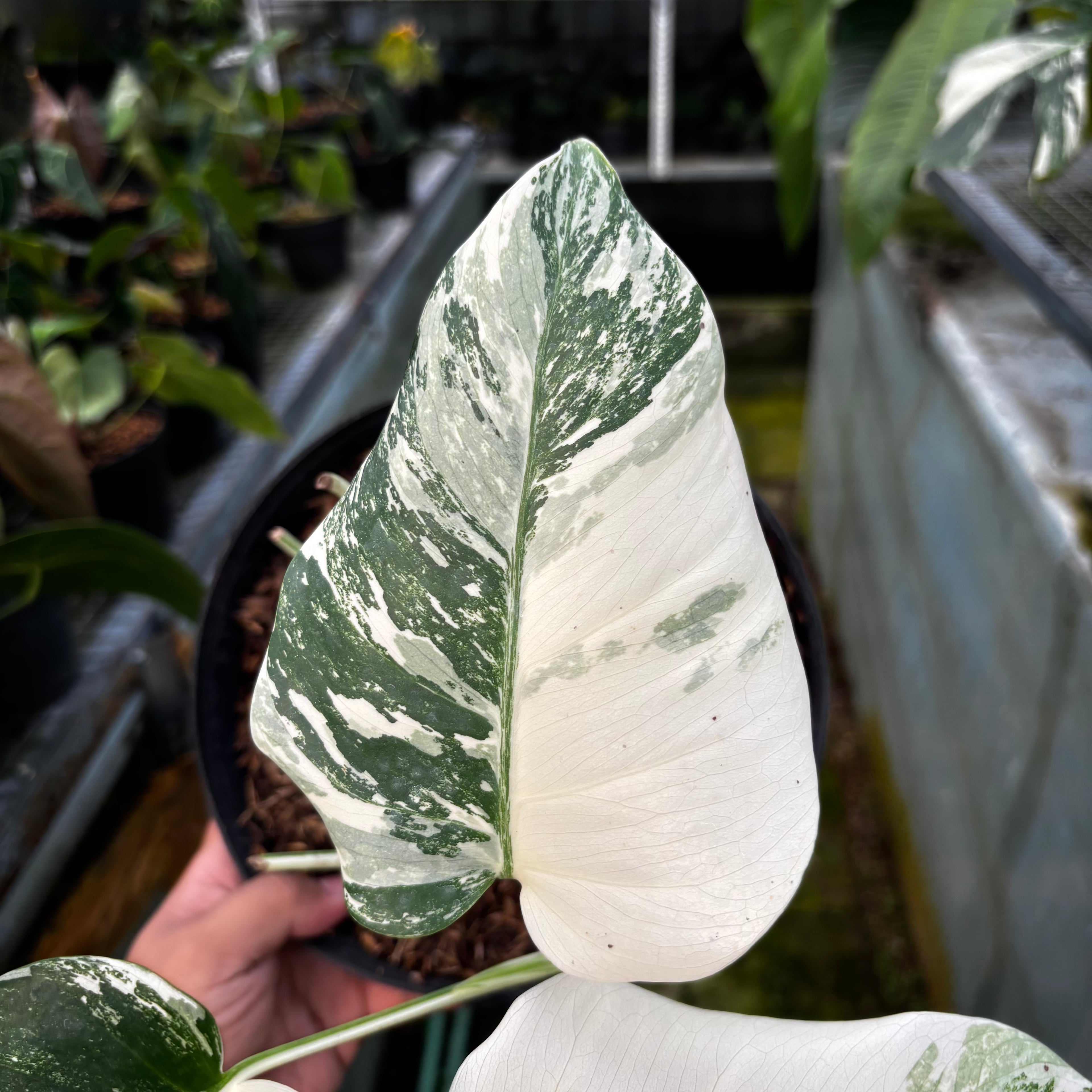 RP011-7 Monstera Albo Variegated