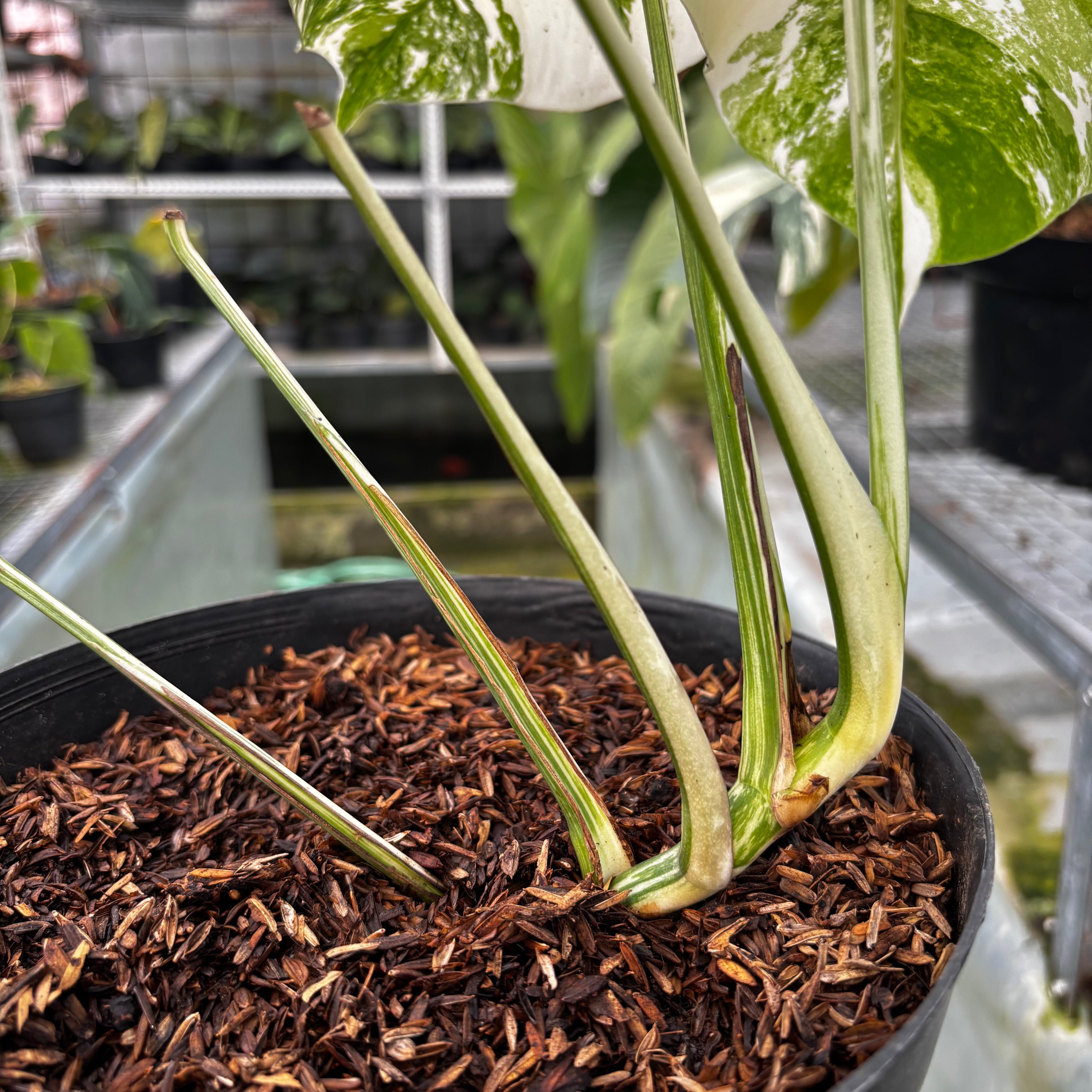 RP011-7 Monstera Albo Variegated