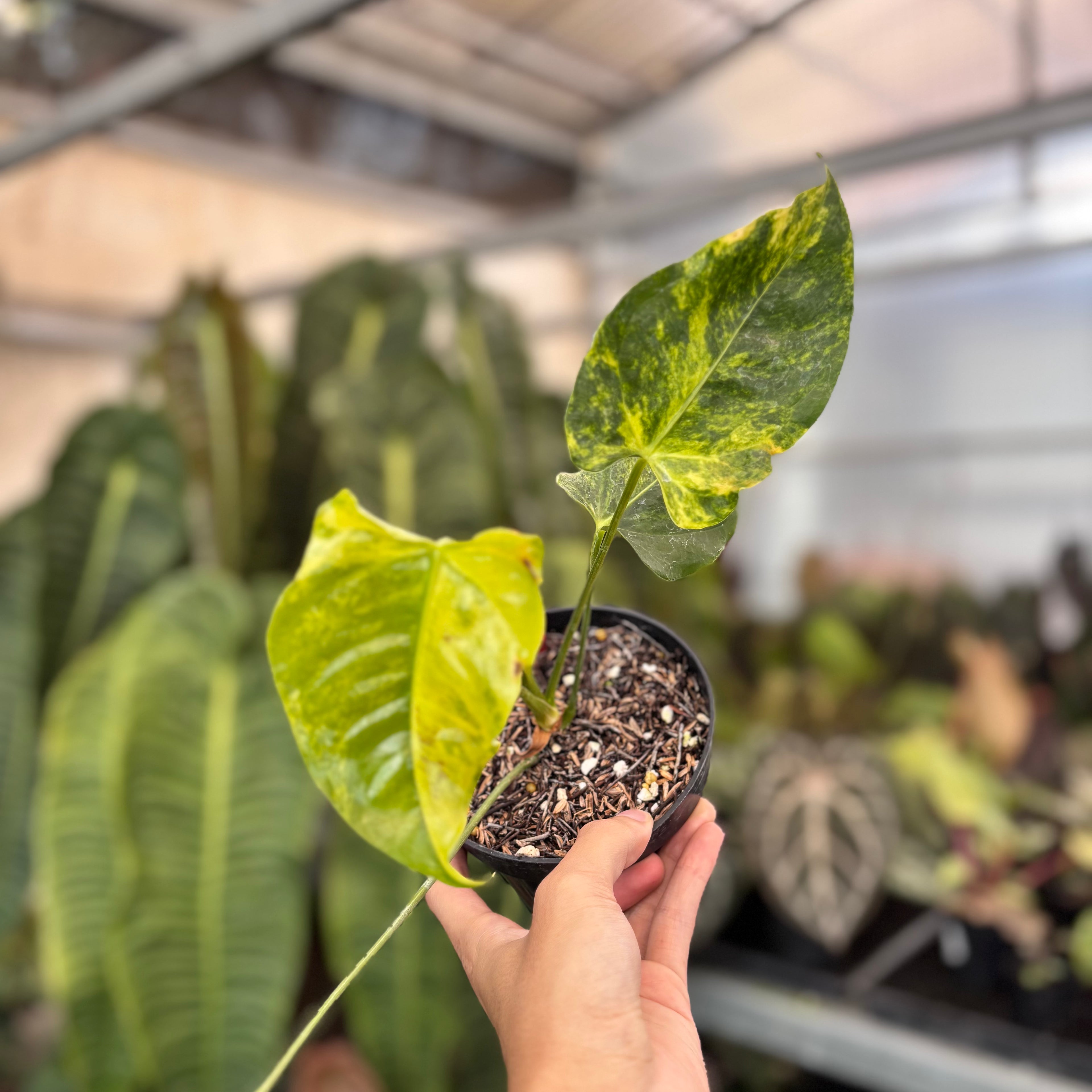 Anthurium Veitchii Variegated