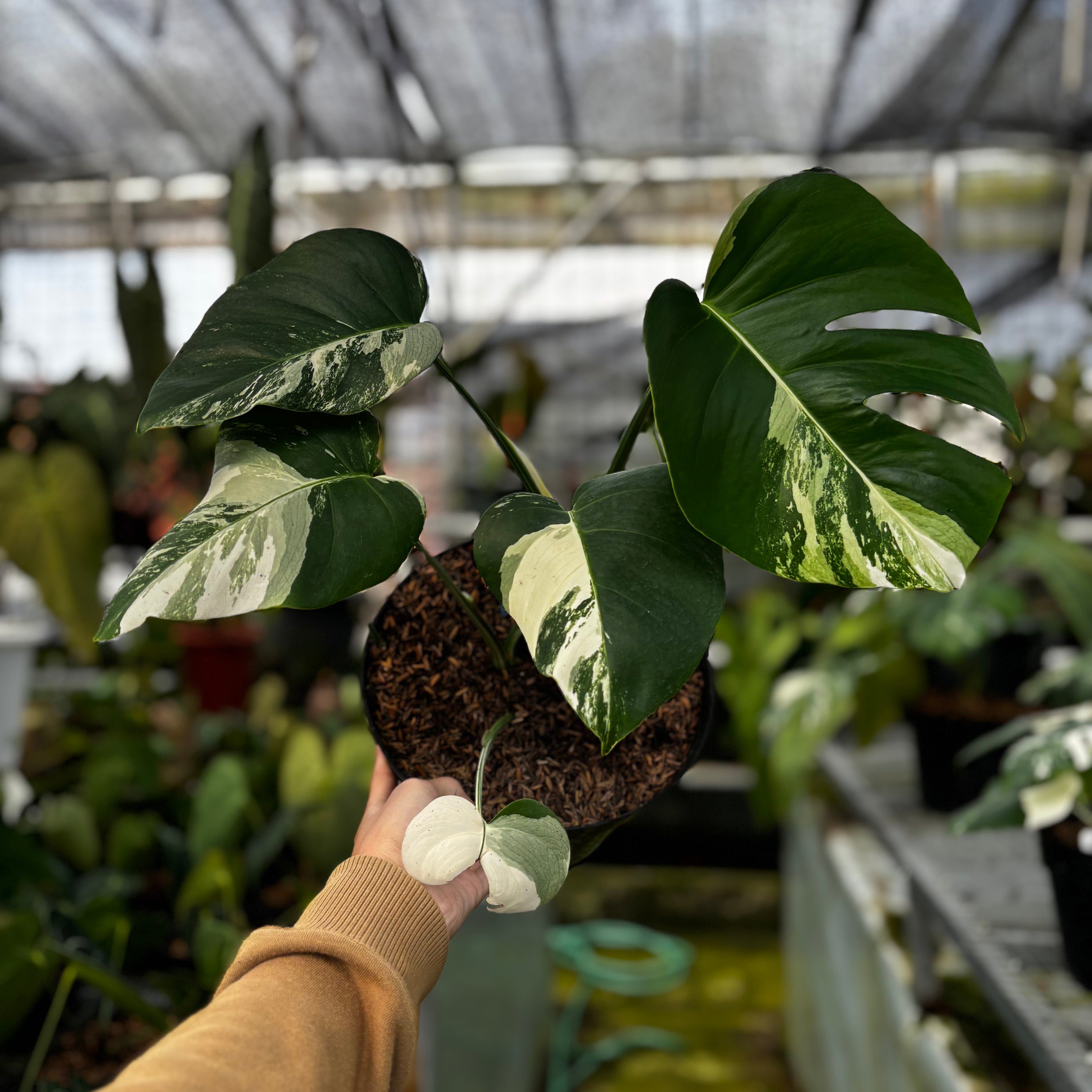 RP013-7 Monstera Albo Variegated