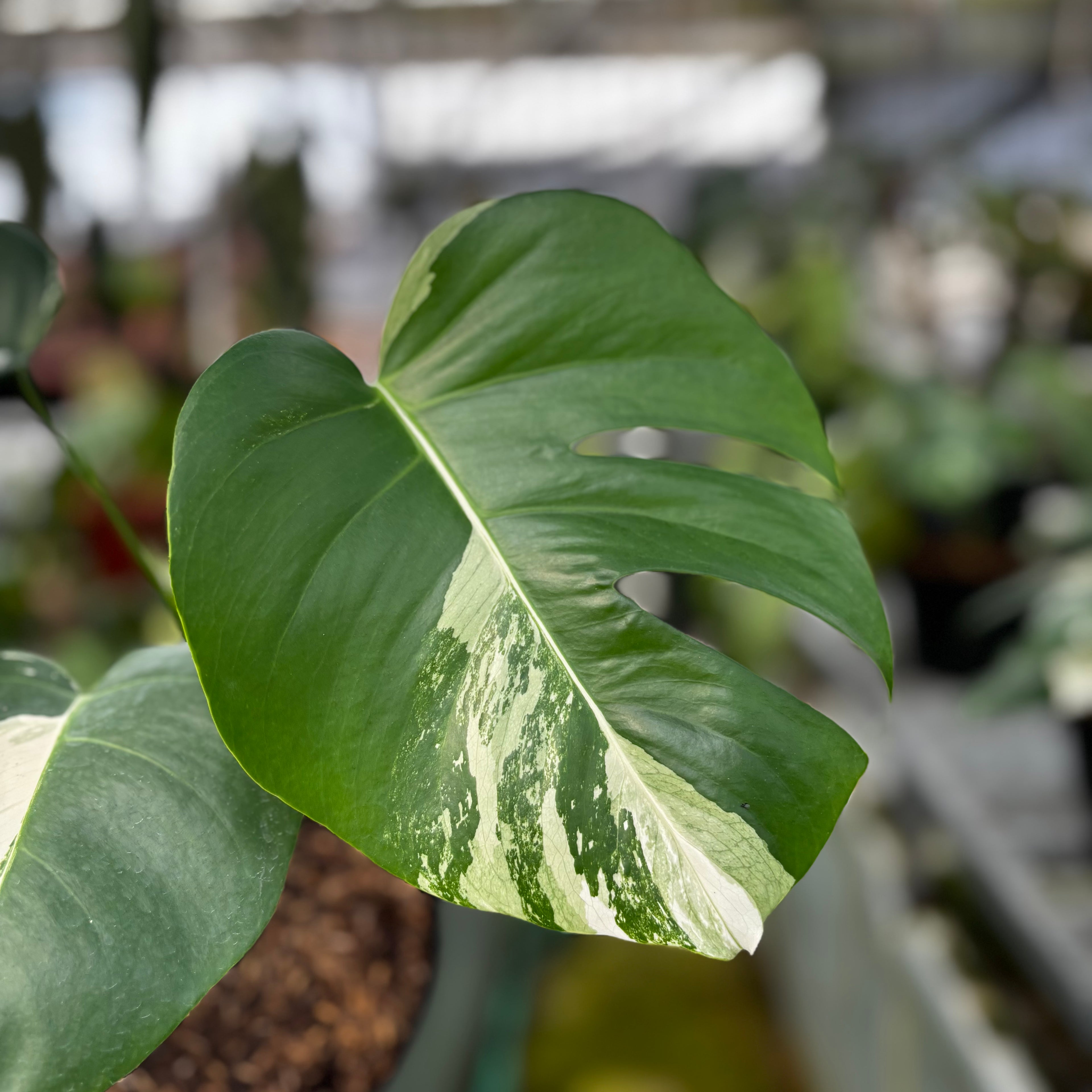 RP013-7 Monstera Albo Variegated
