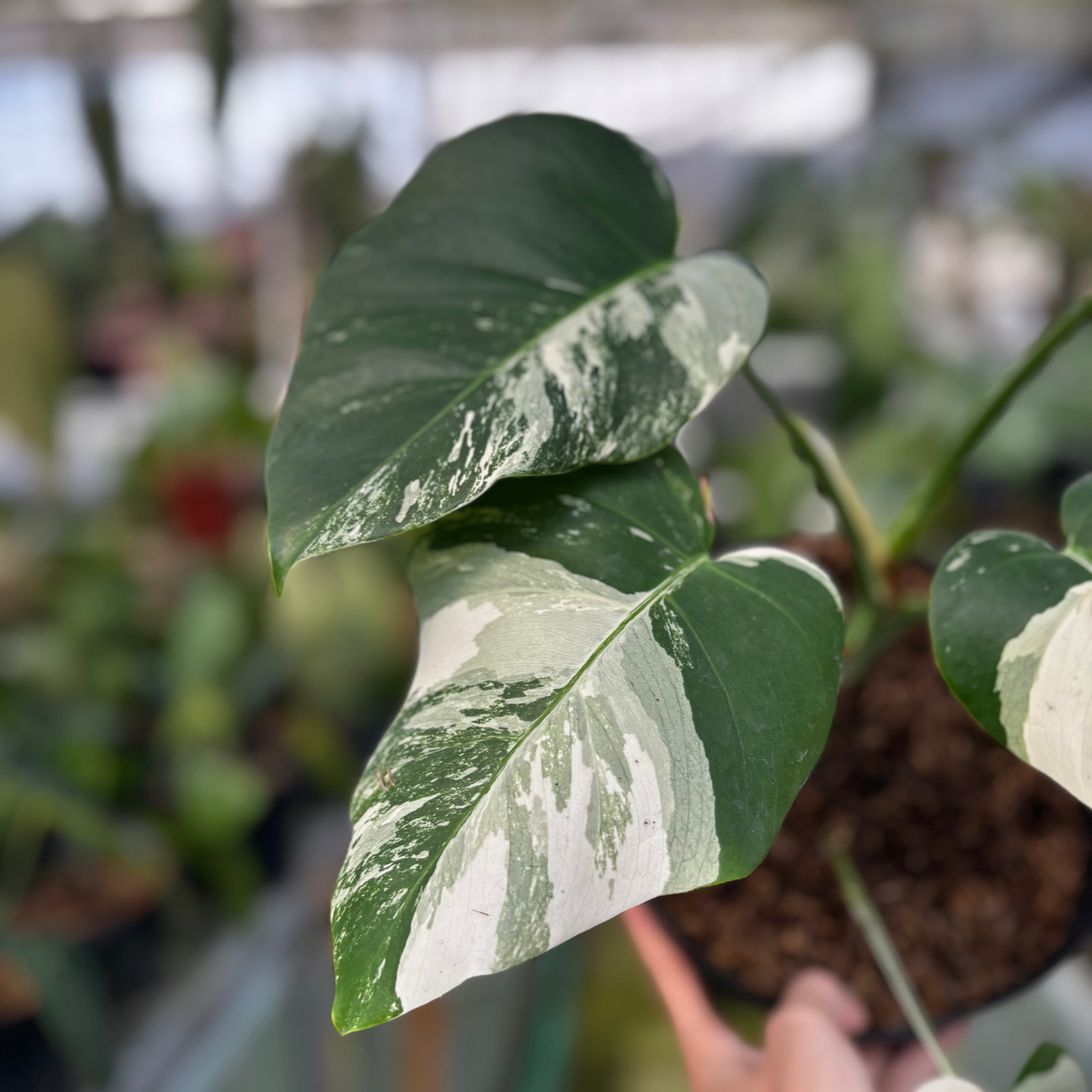 RP013-7 Monstera Albo Variegated