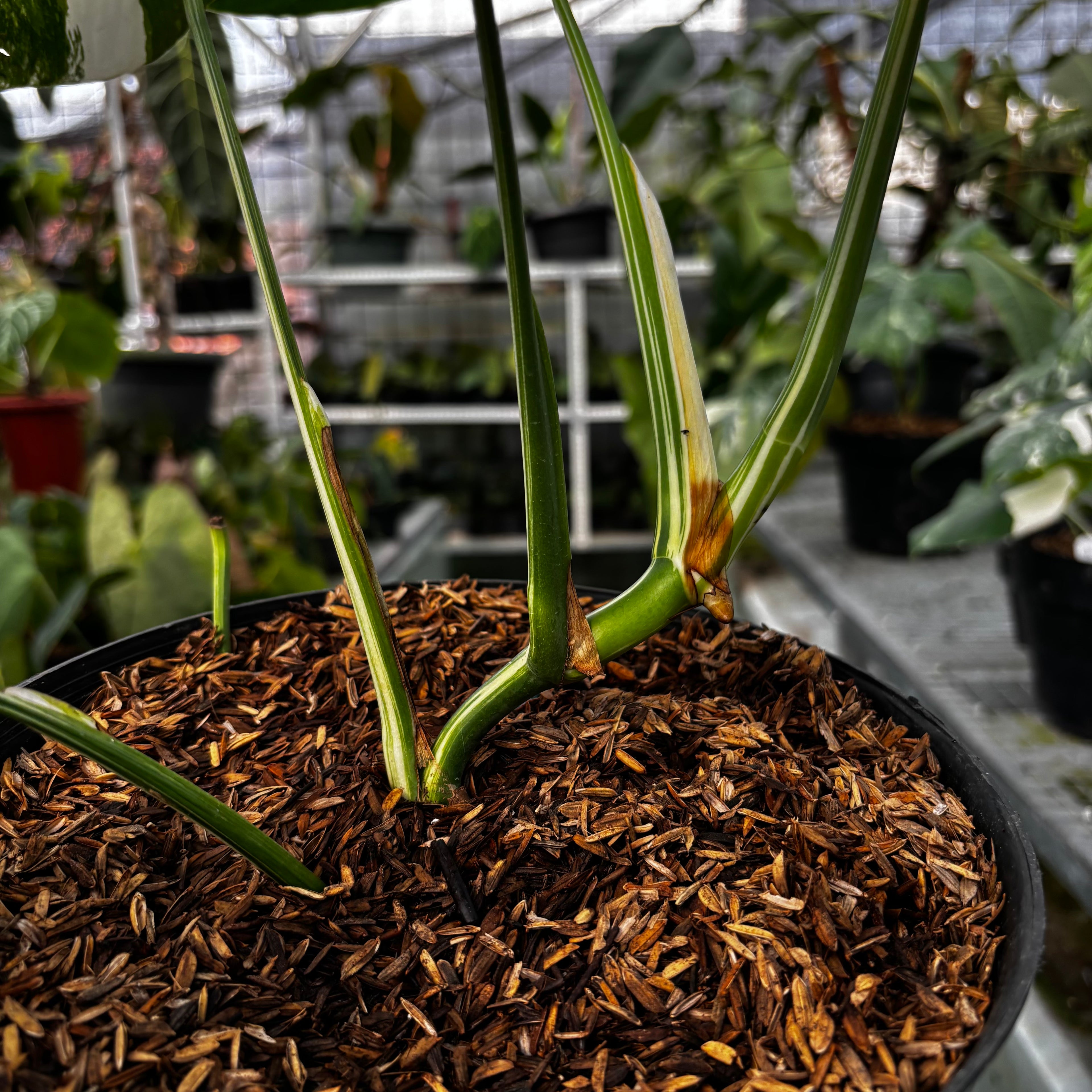 RP013-7 Monstera Albo Variegated