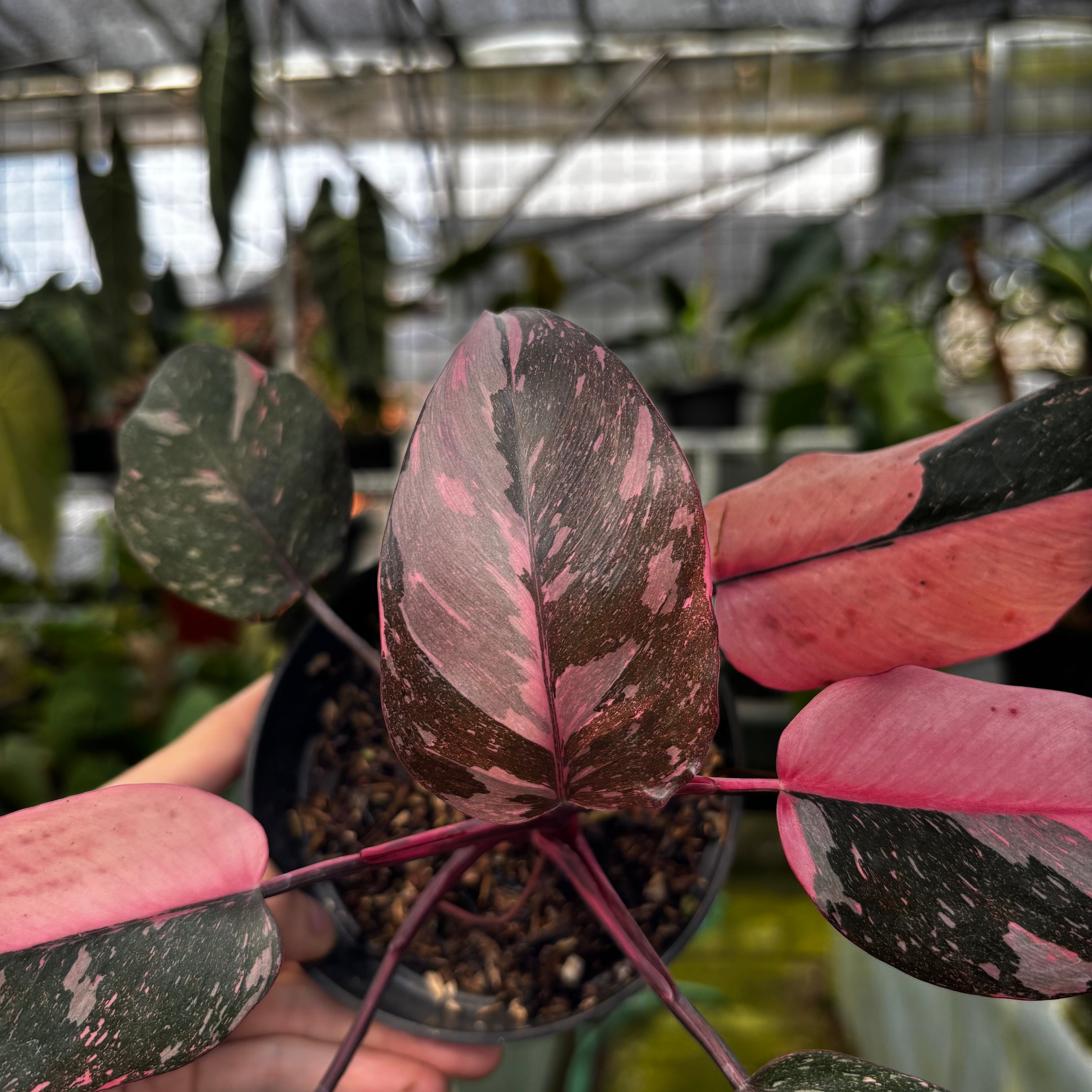RP014-7 Philodendron Pink Princess Galaxy
