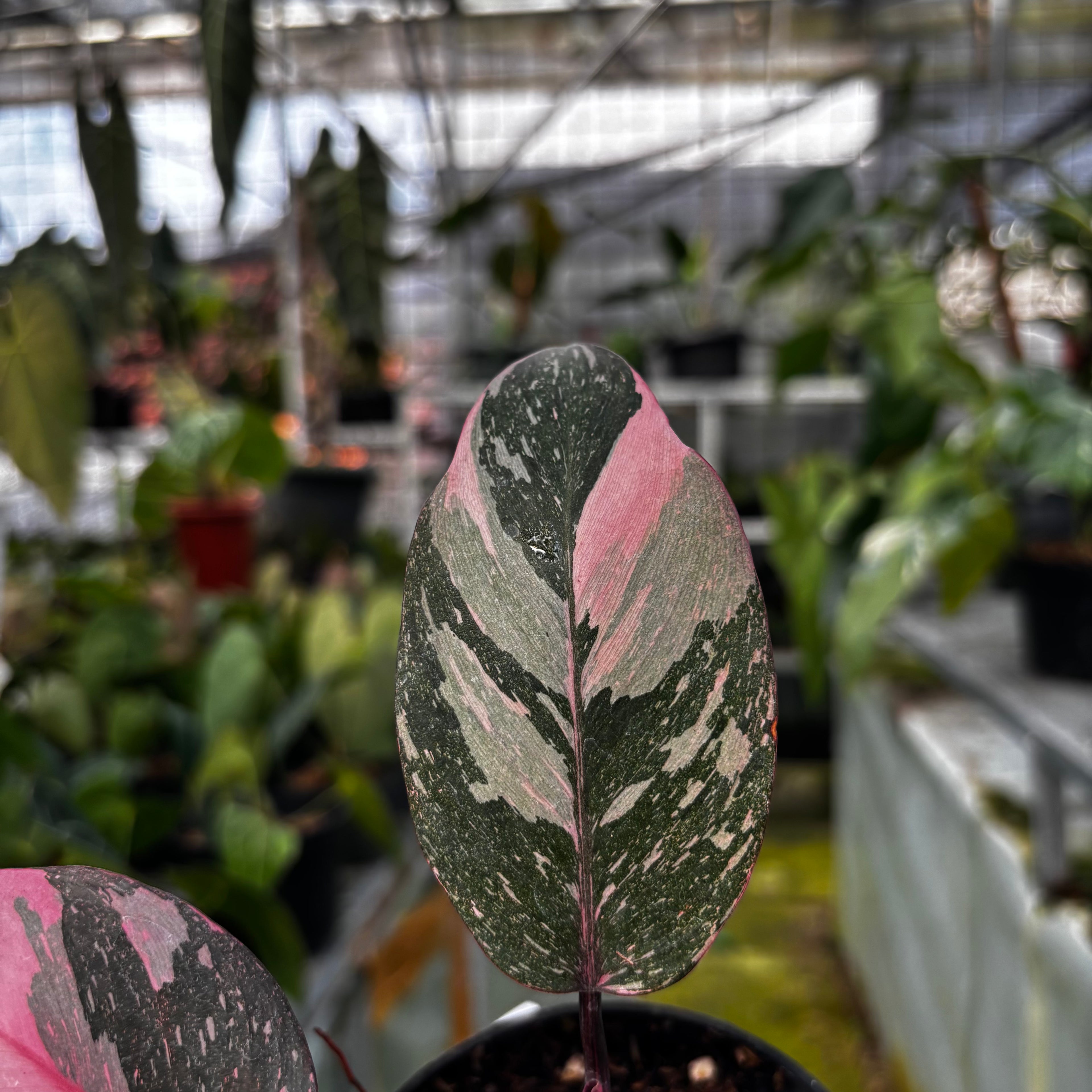 RP014-7 Philodendron Pink Princess Galaxy