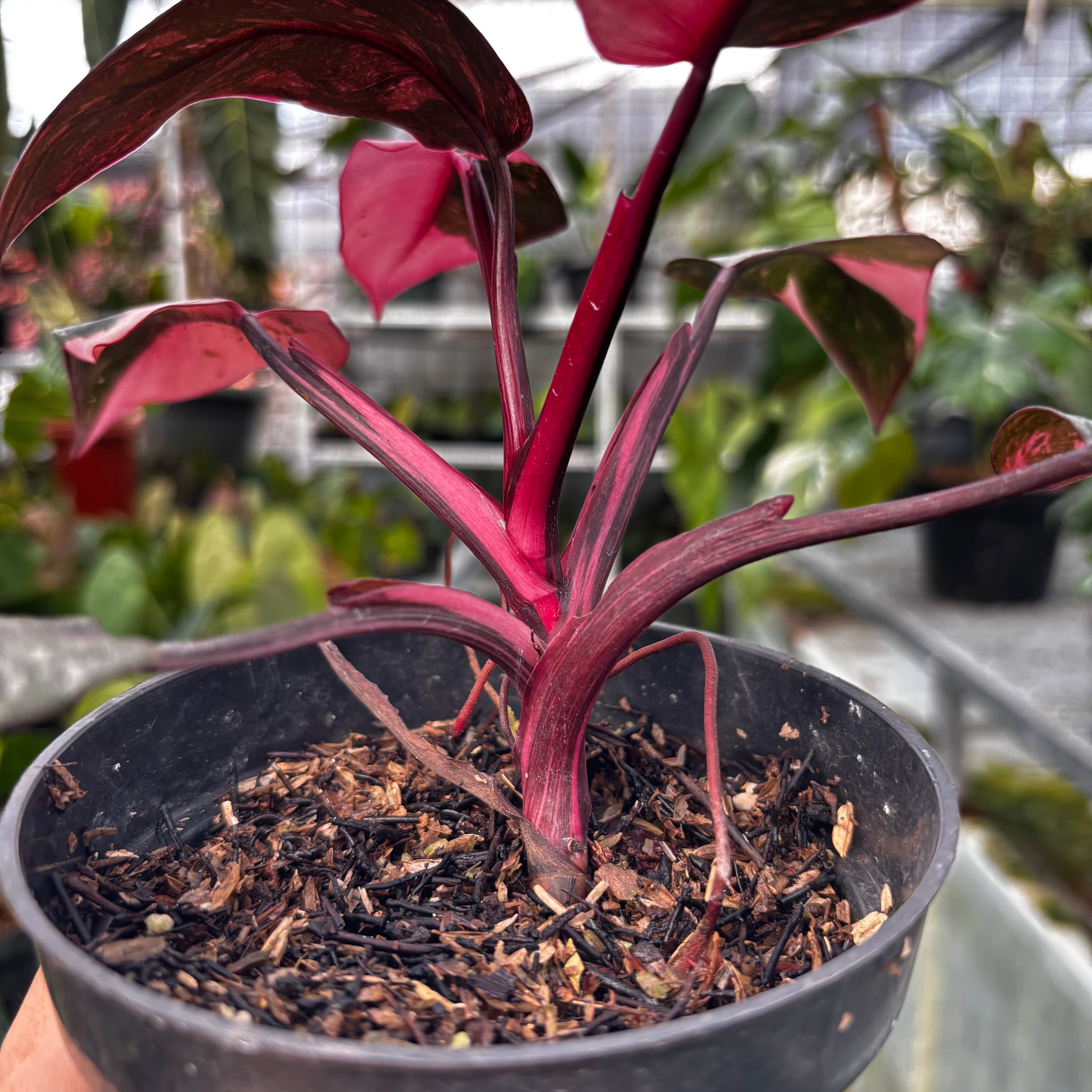RP014-7 Philodendron Pink Princess Galaxy