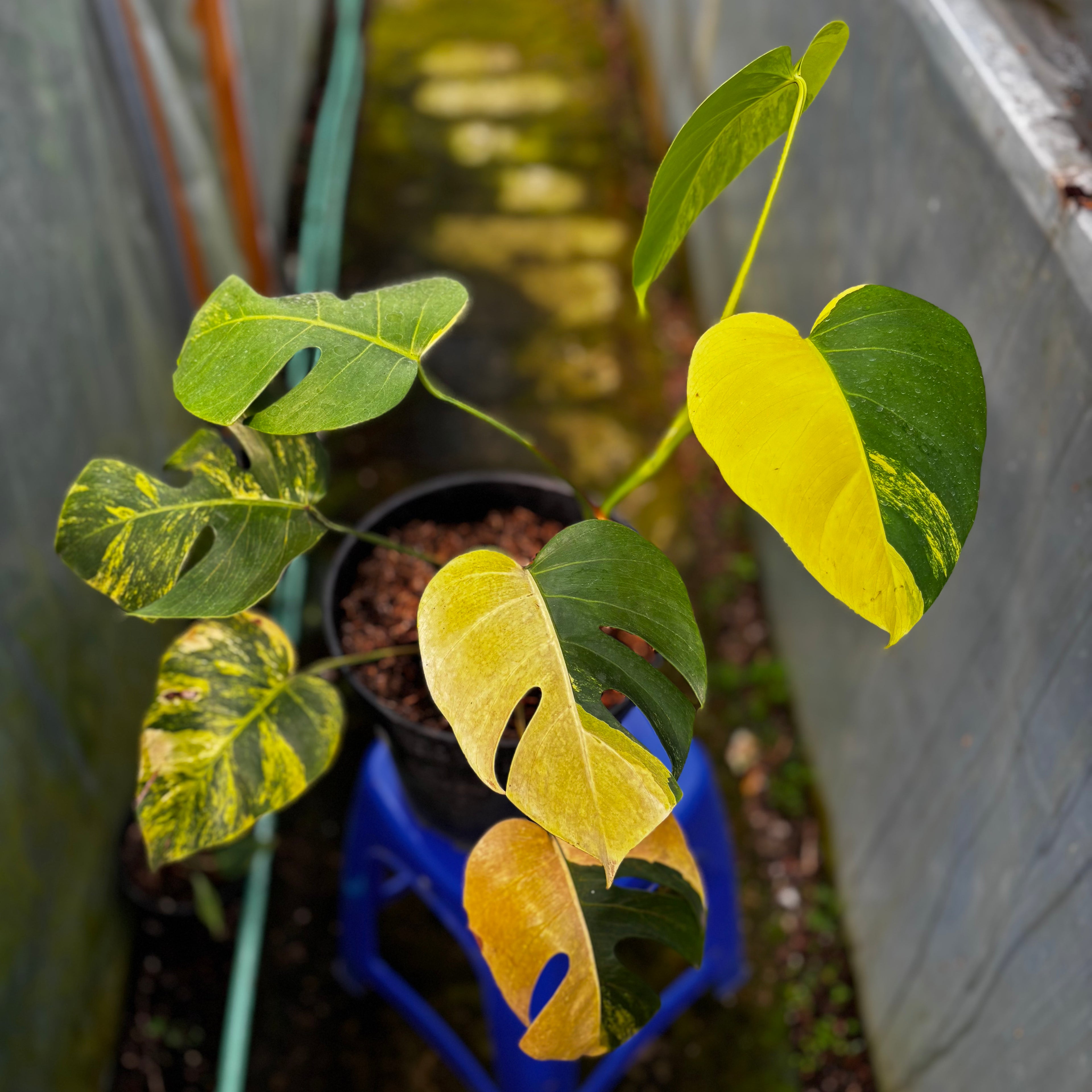Monstera yellow variegated "Marmorata" Lush