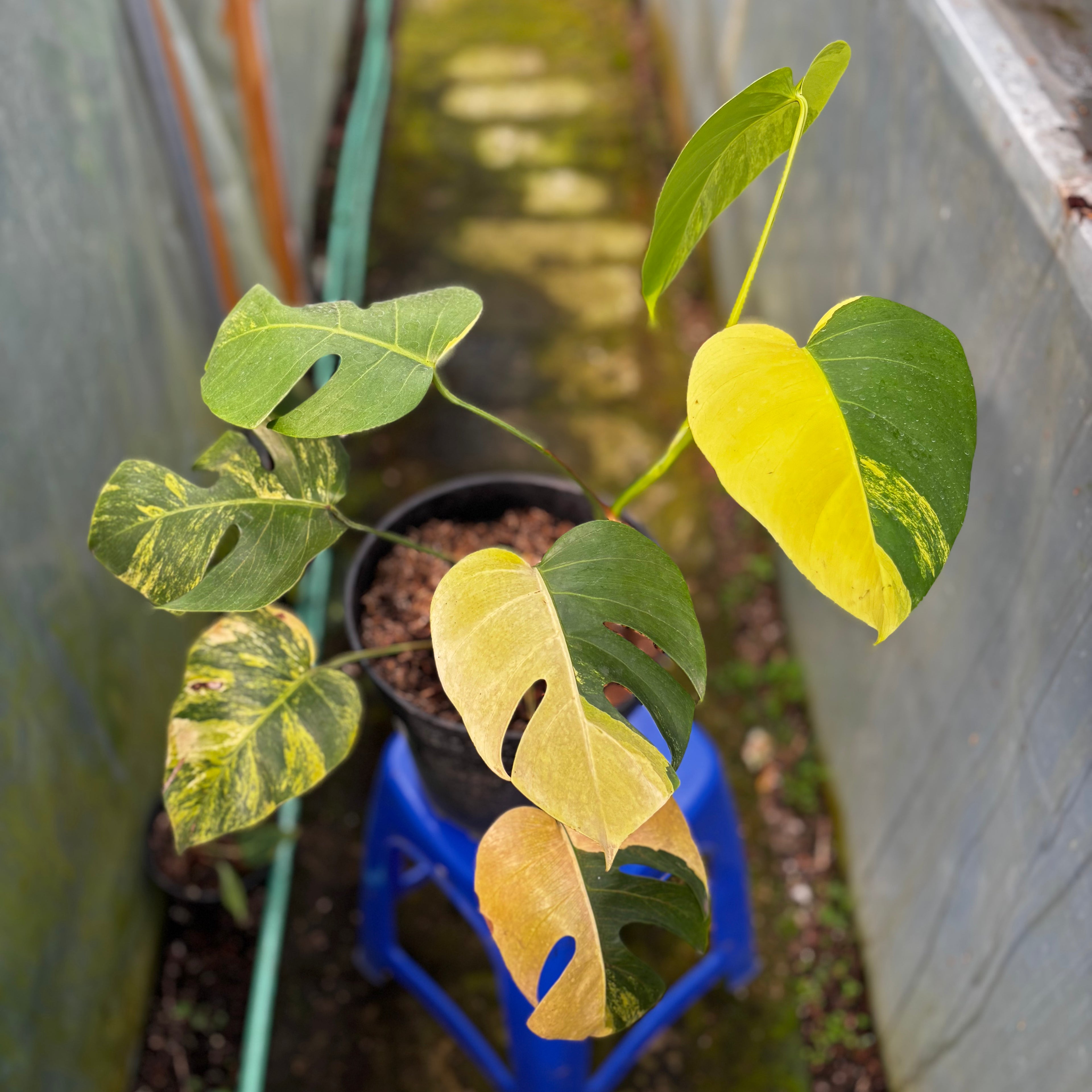 Monstera yellow variegated "Marmorata" Lush
