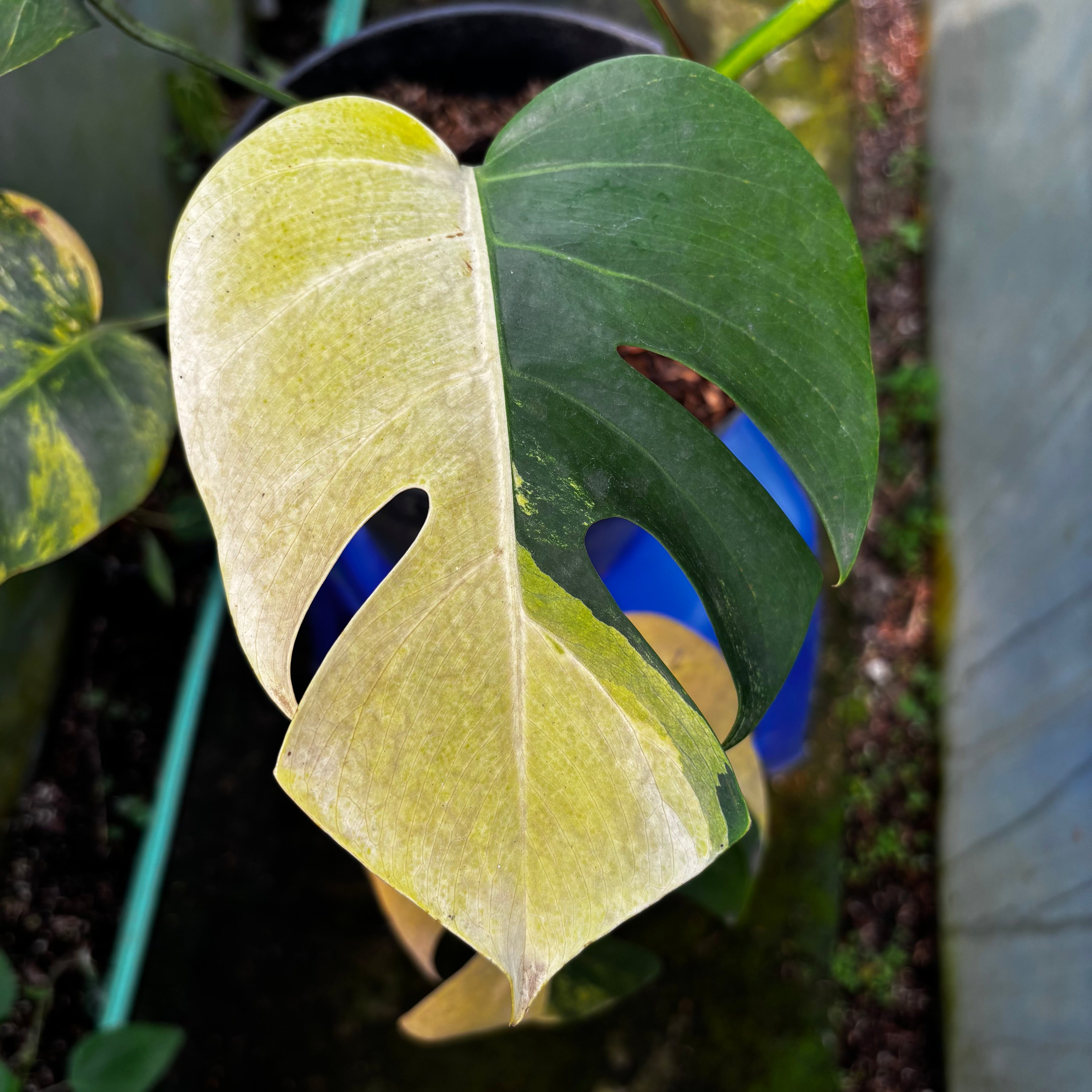 Monstera yellow variegated "Marmorata" Lush