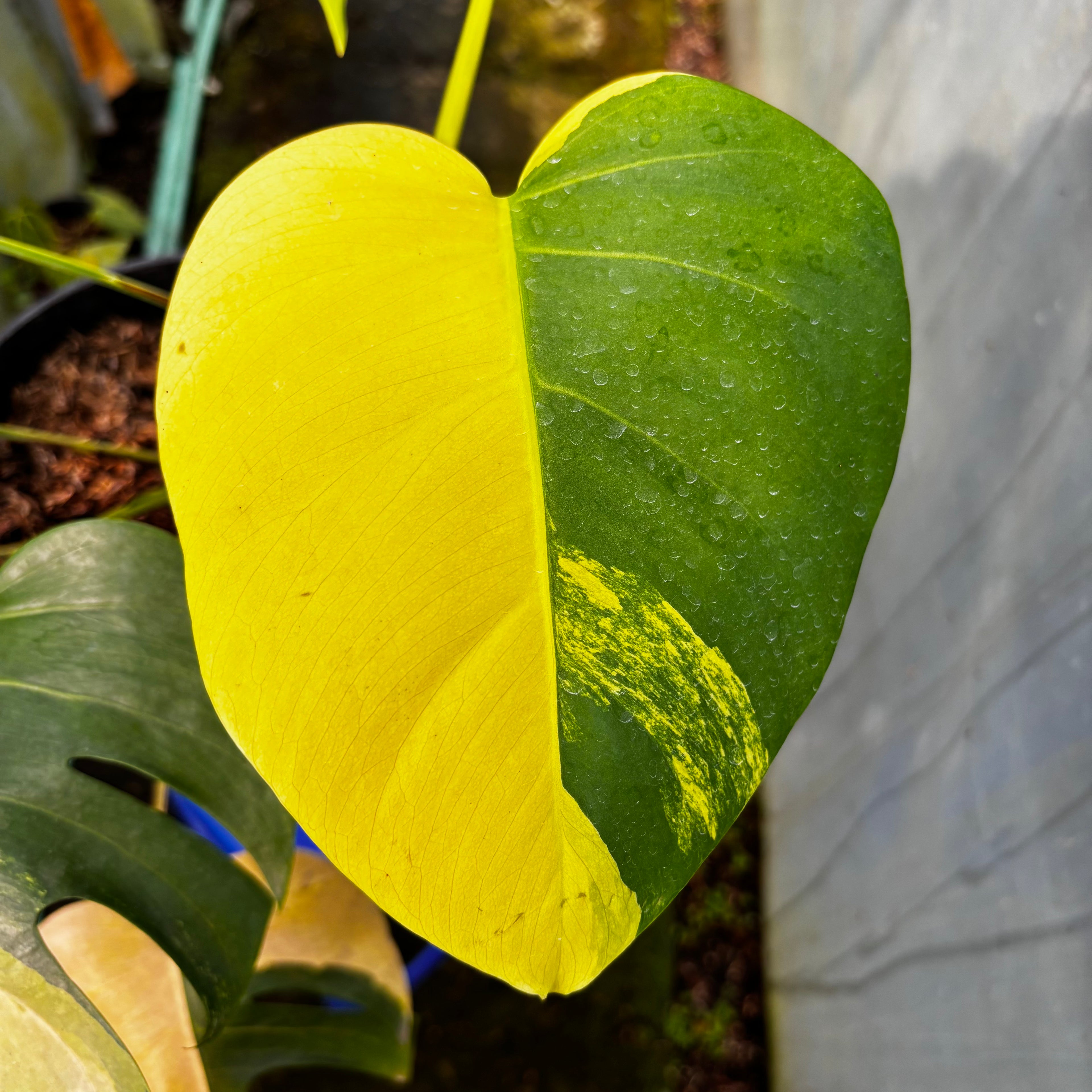 Monstera yellow variegated "Marmorata" Lush