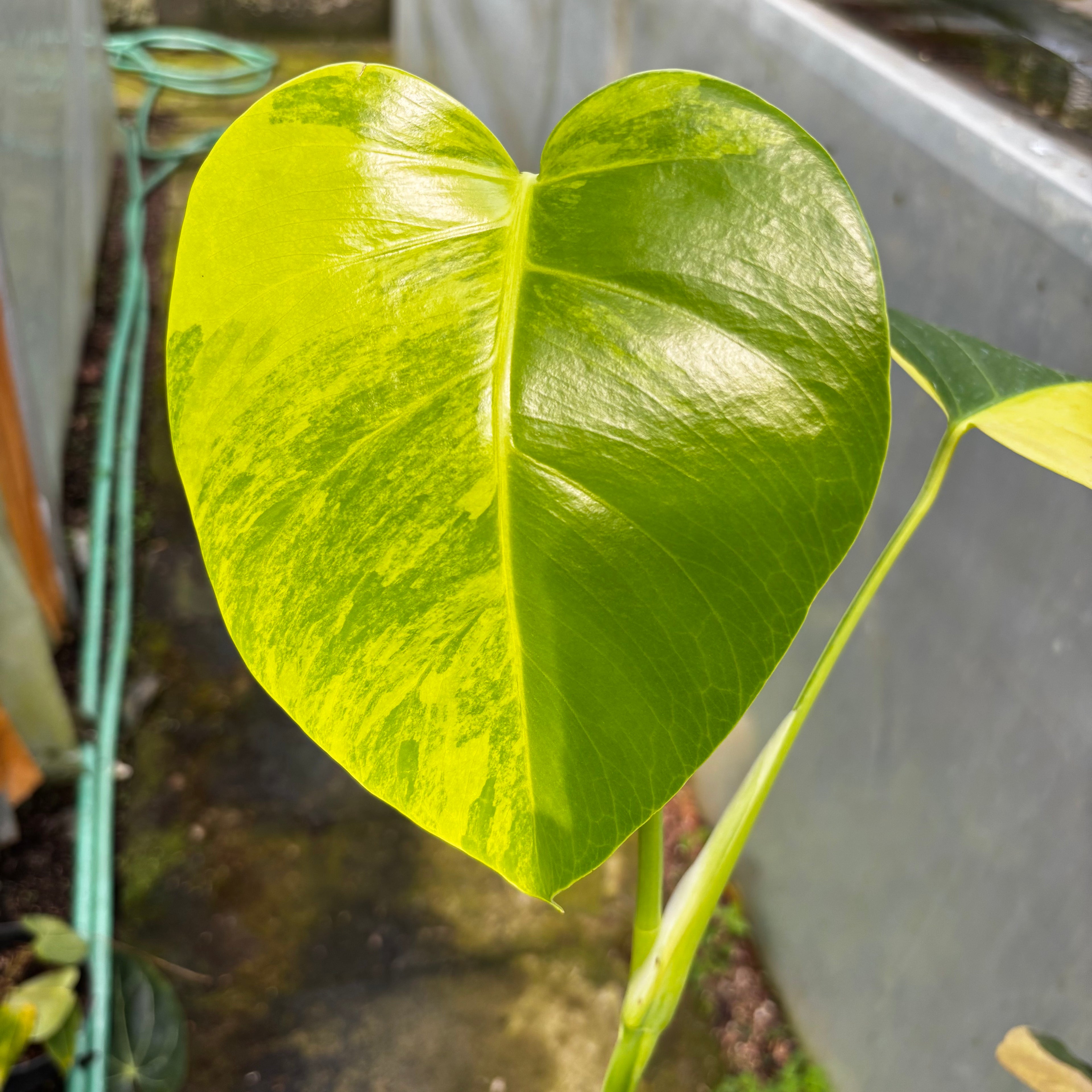 Monstera yellow variegated "Marmorata" Lush