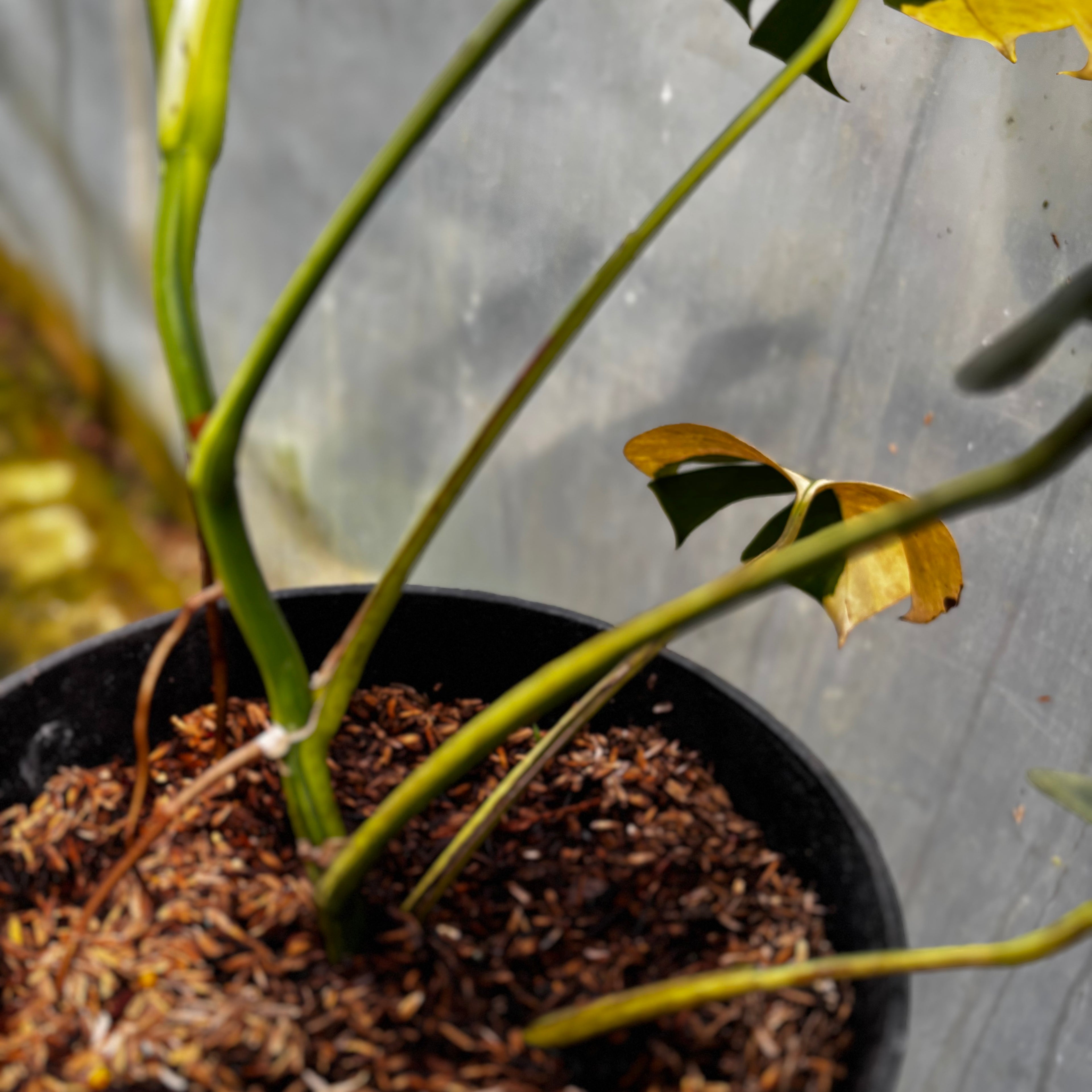 Monstera yellow variegated "Marmorata" Lush