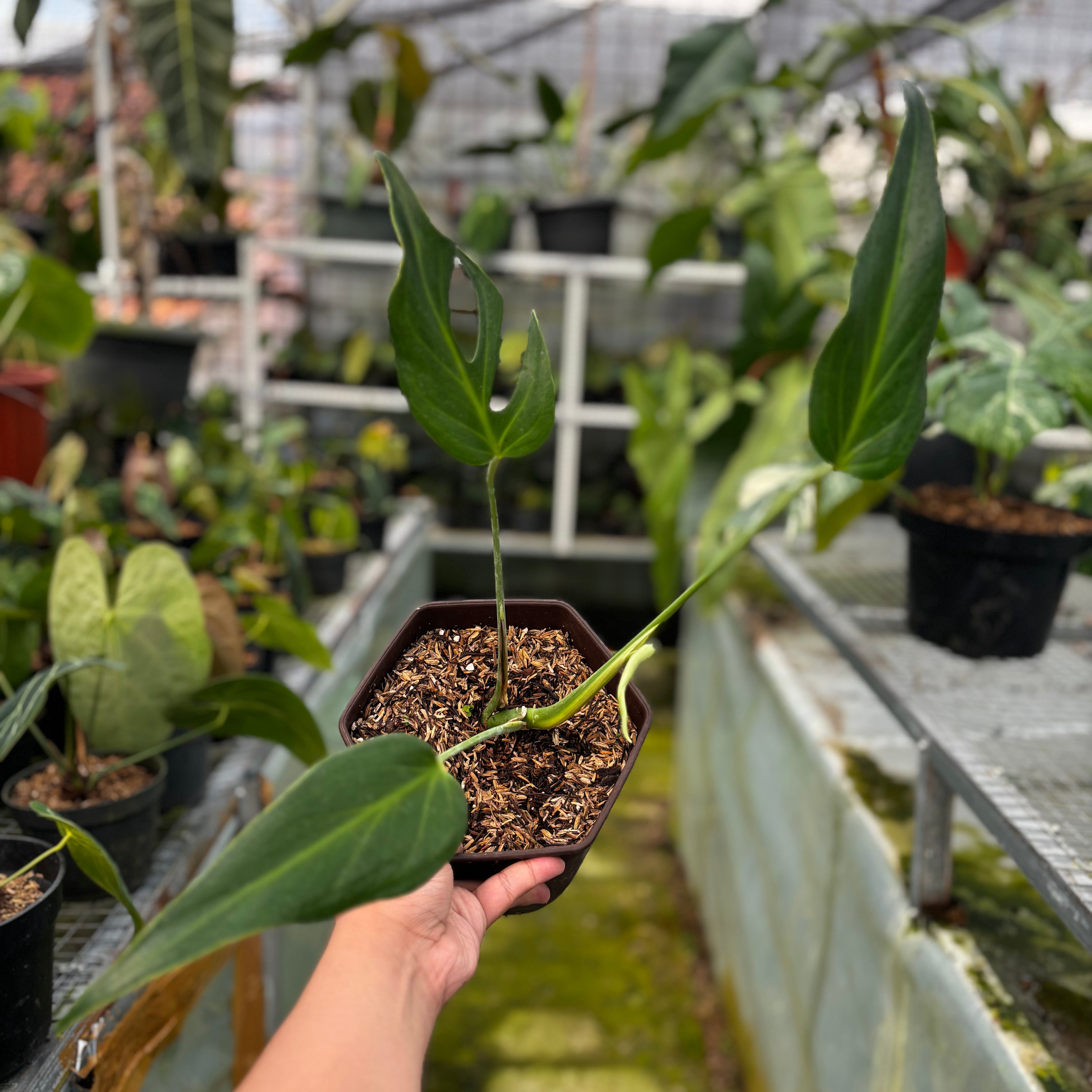RP016-7 Monstera Burlemarx Flame
