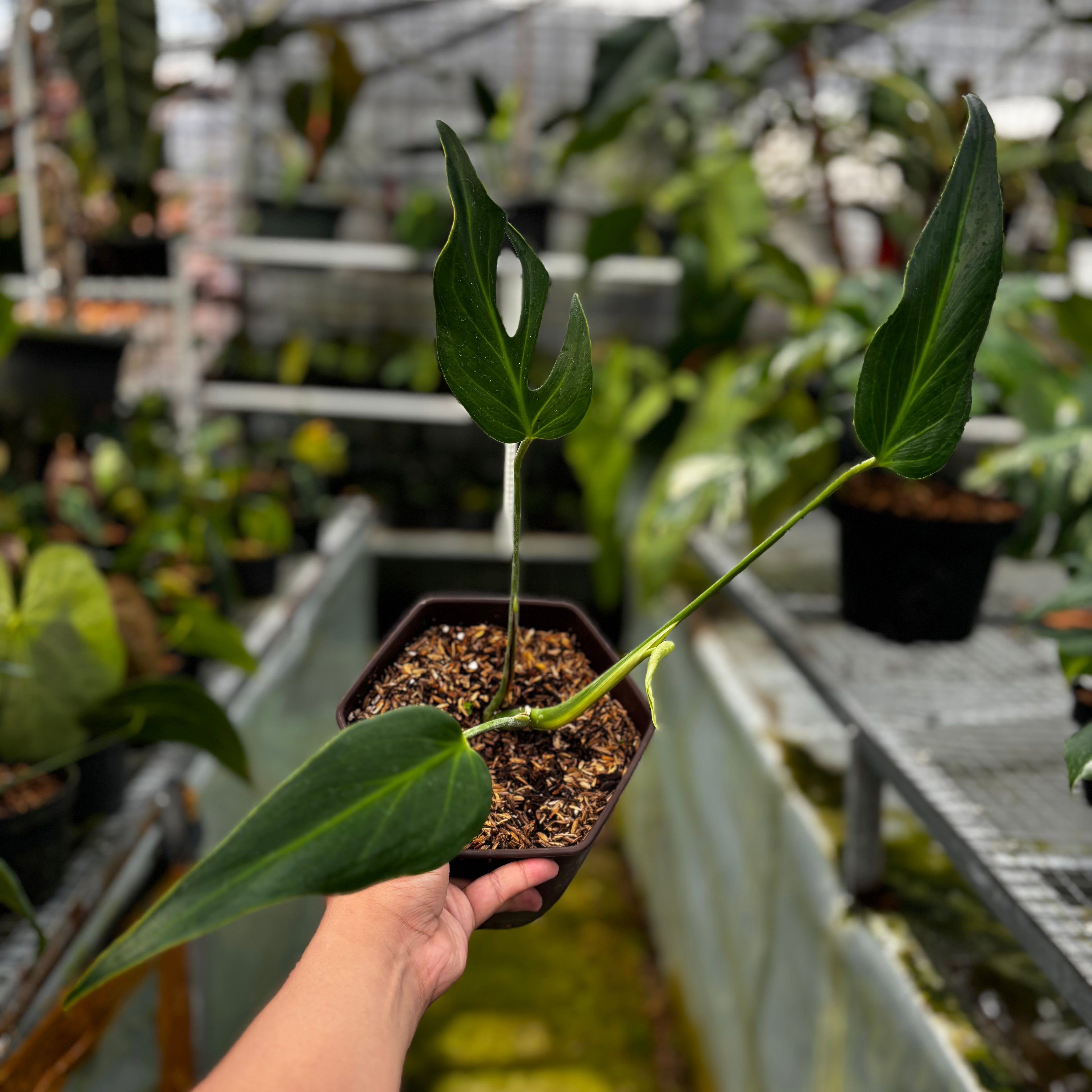 RP016-7 Monstera Burlemarx Flame