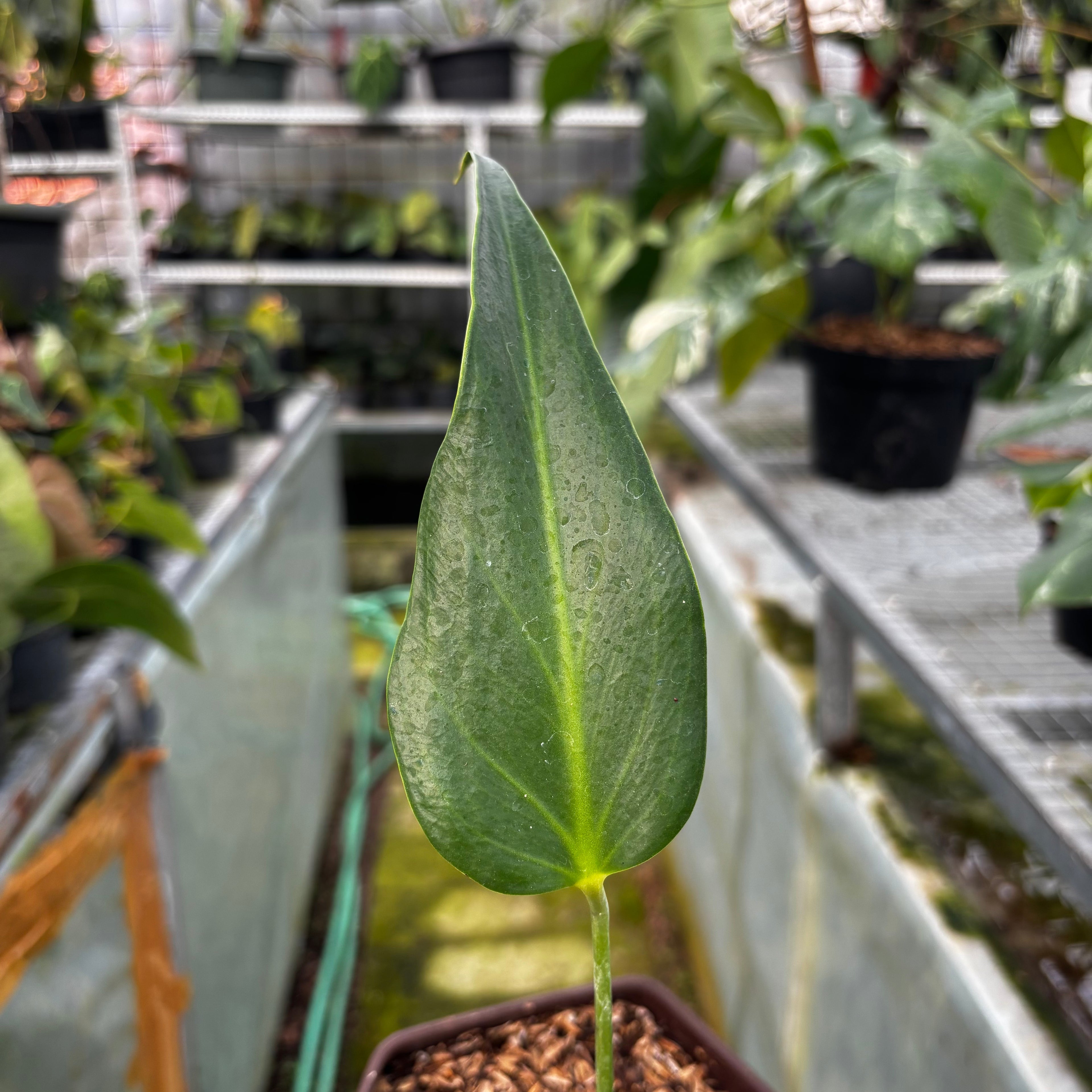 RP016-7 Monstera Burlemarx Flame