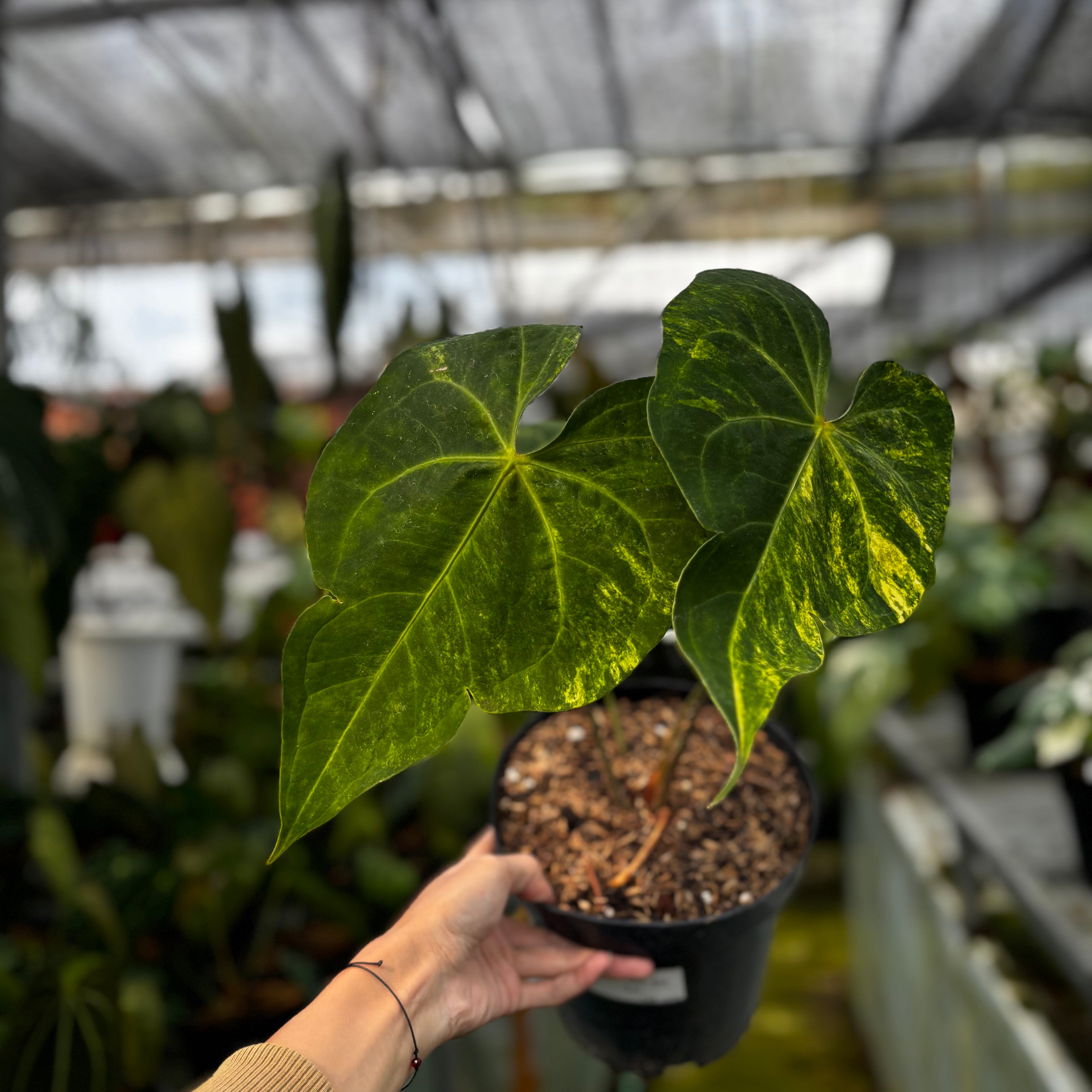 RP017-7 Anthurium Sweet Love Big
