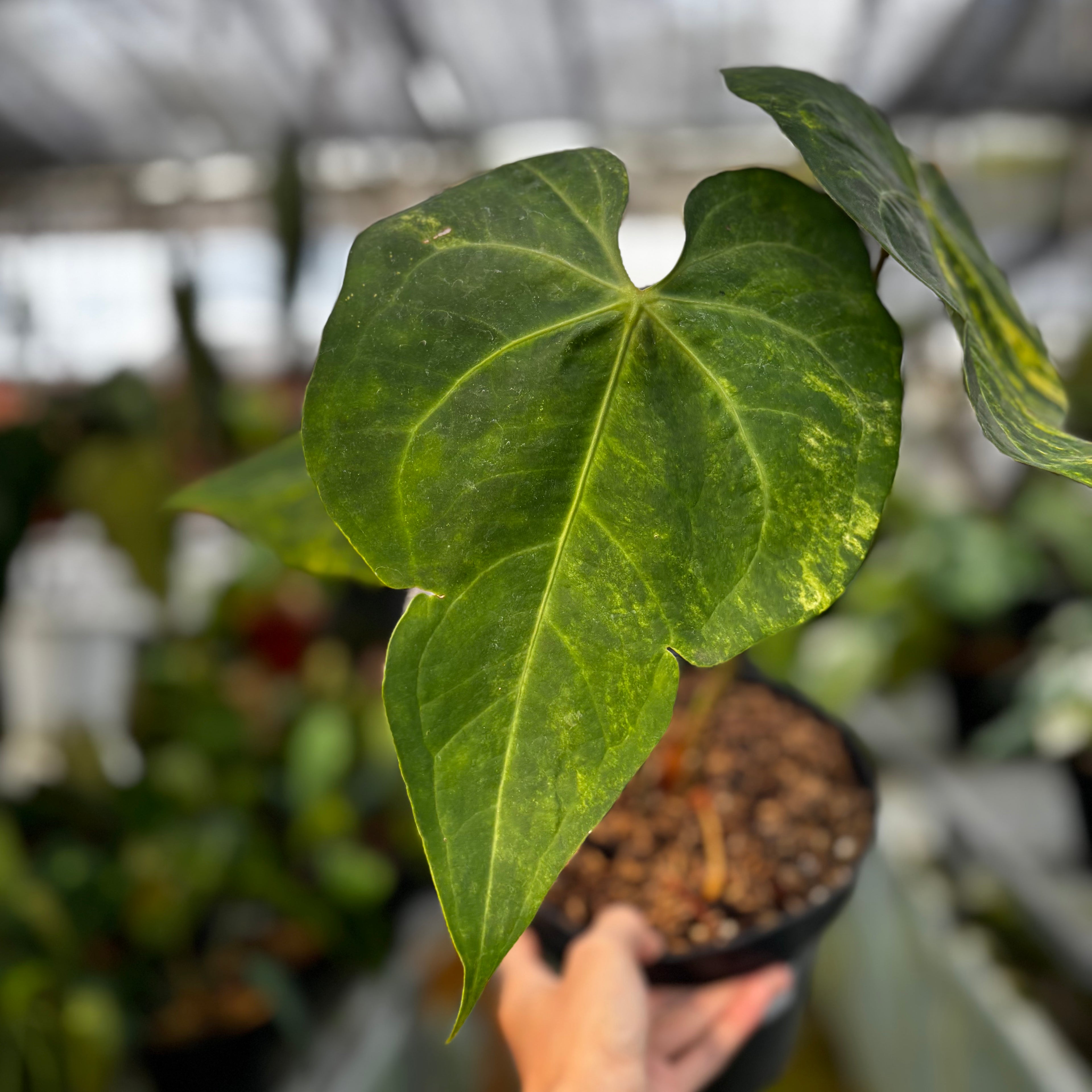 RP017-7 Anthurium Sweet Love Big