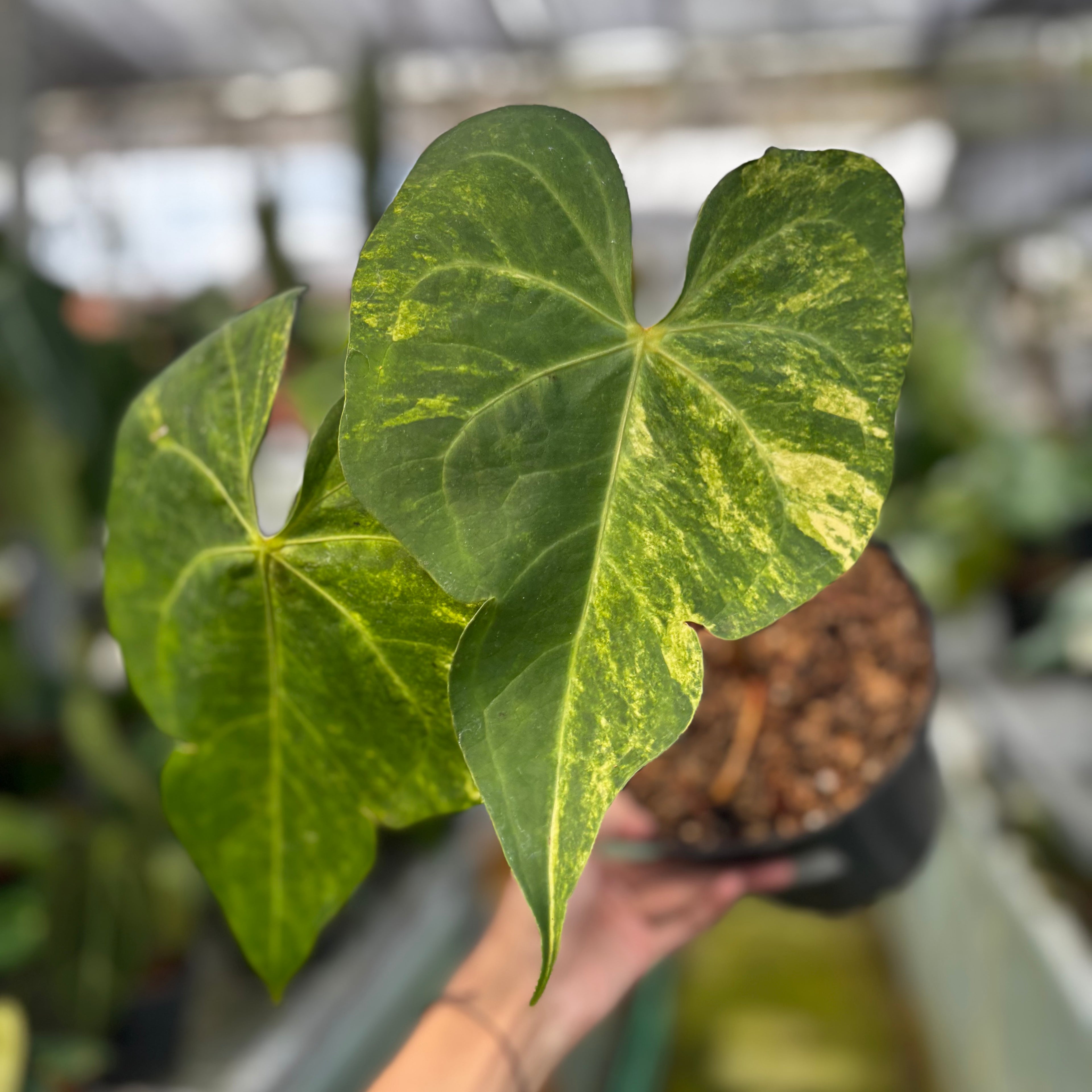 RP017-7 Anthurium Sweet Love Big