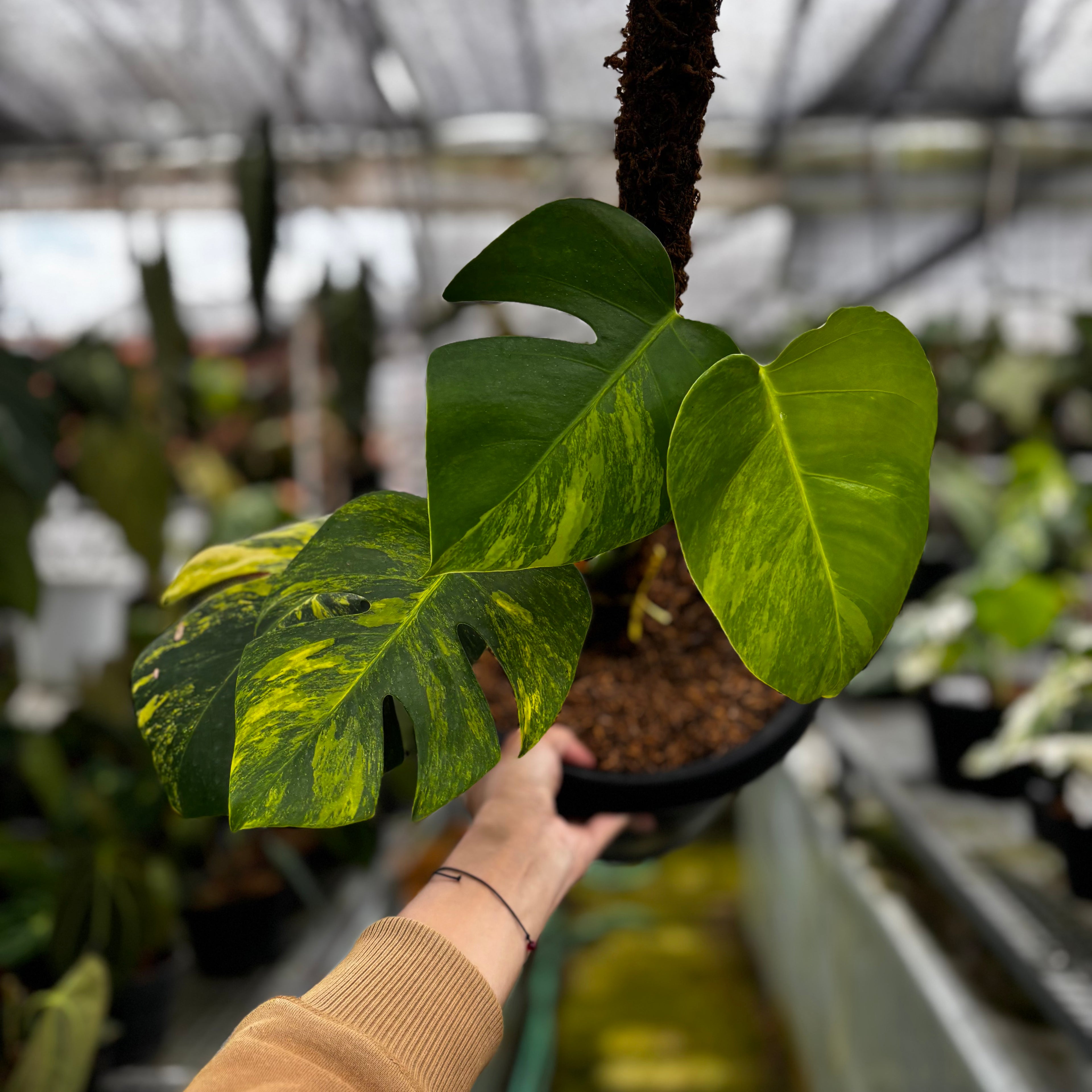 RP018-7 Monstera yellow variegated "Marmorata"